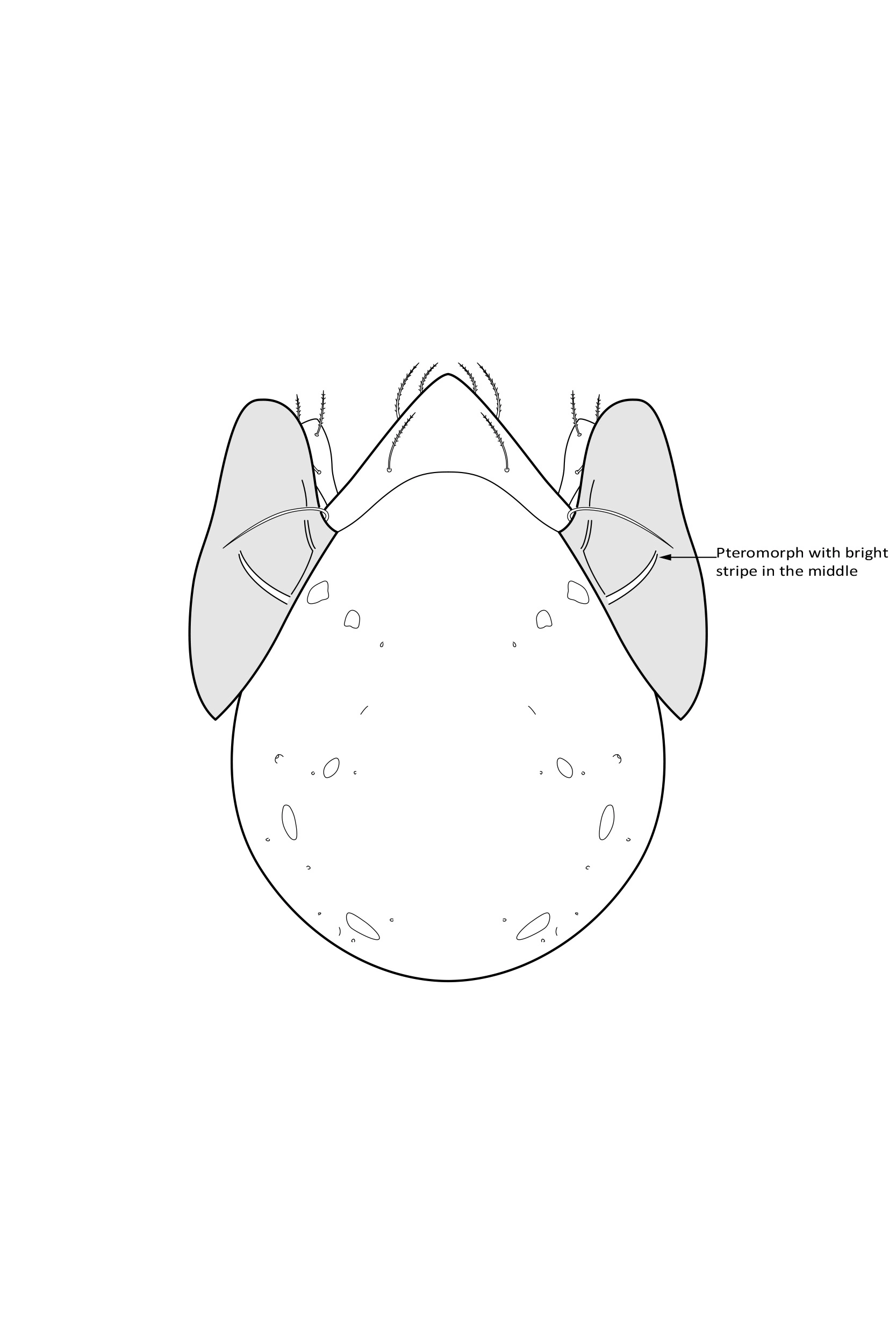 Midd: Galumnidae.