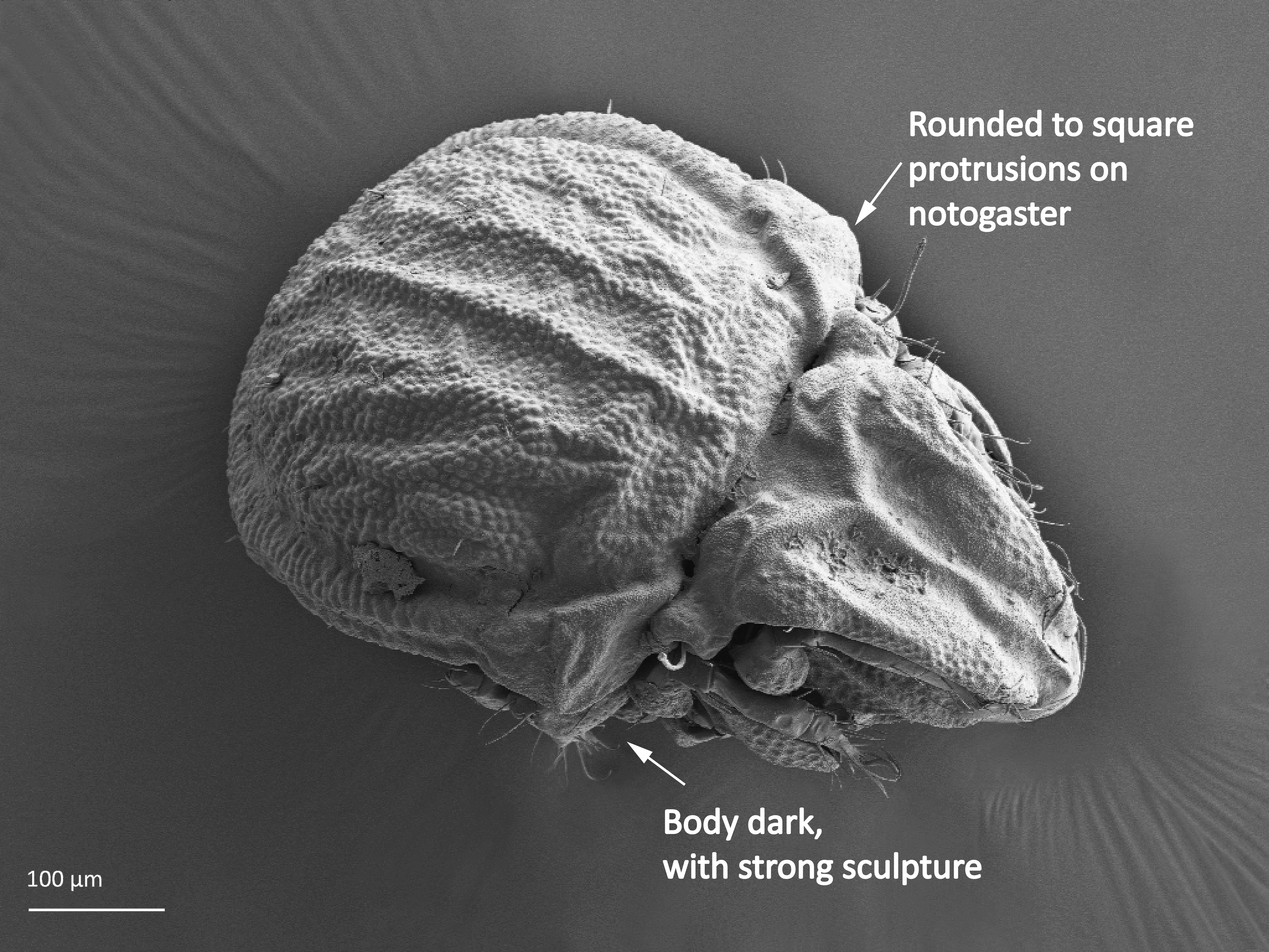 Midd: Carabodes femoralis.