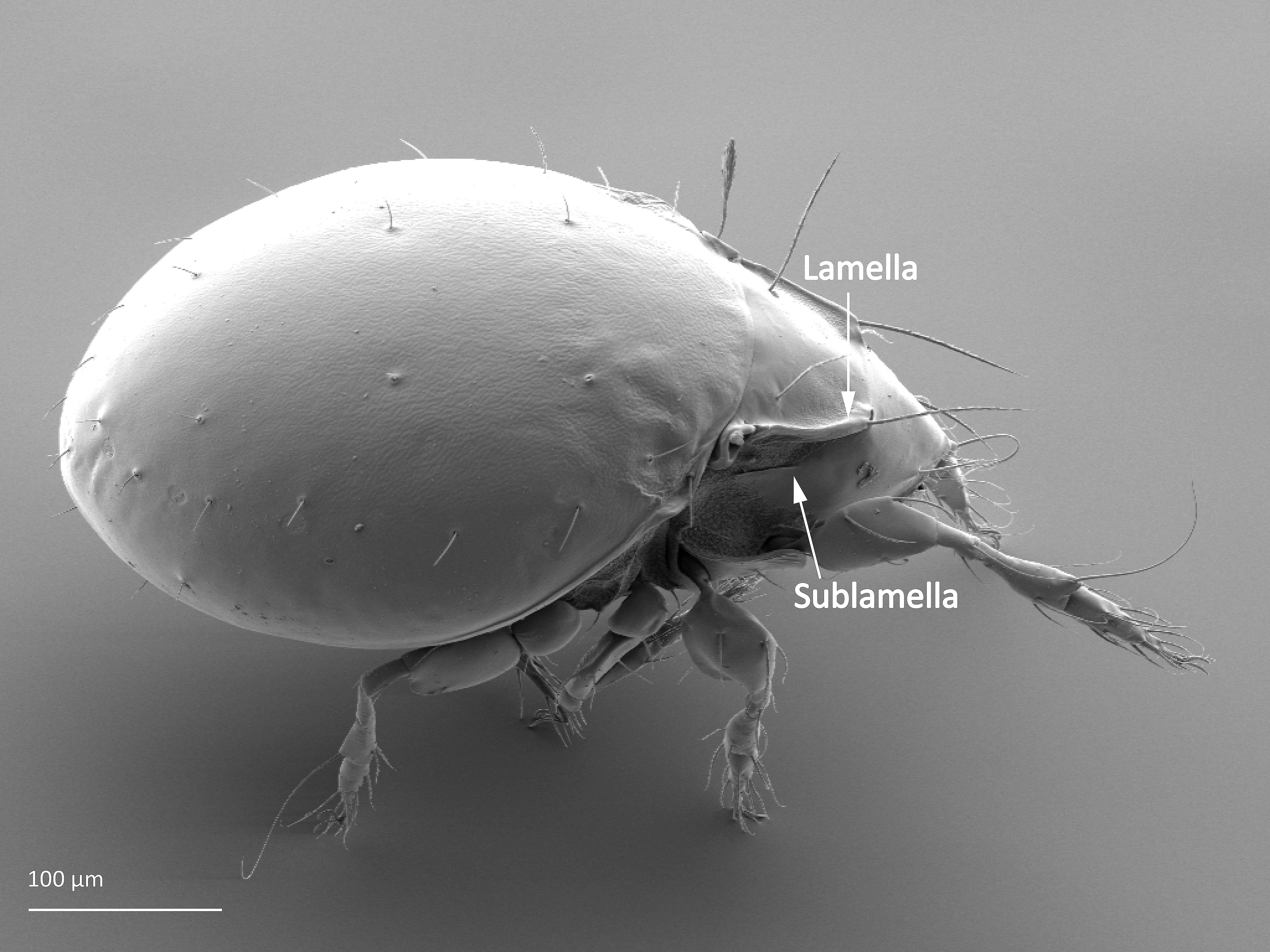 Midd: Oribatula tibialis.