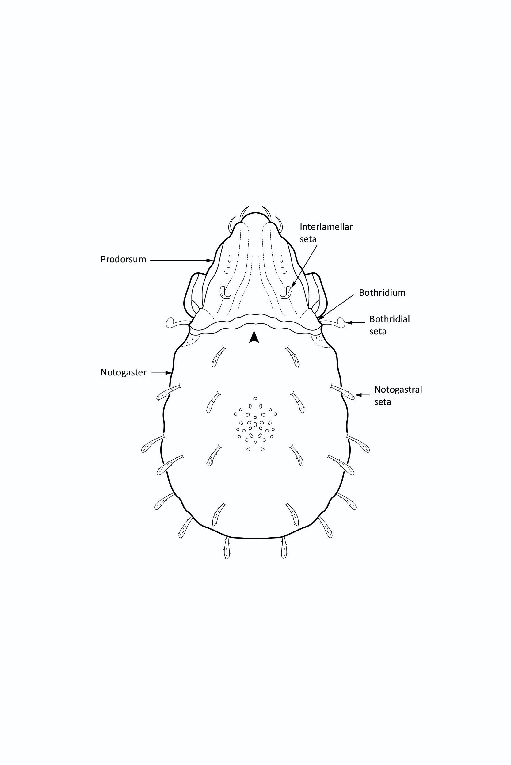 Midd: Carabodes affinis.