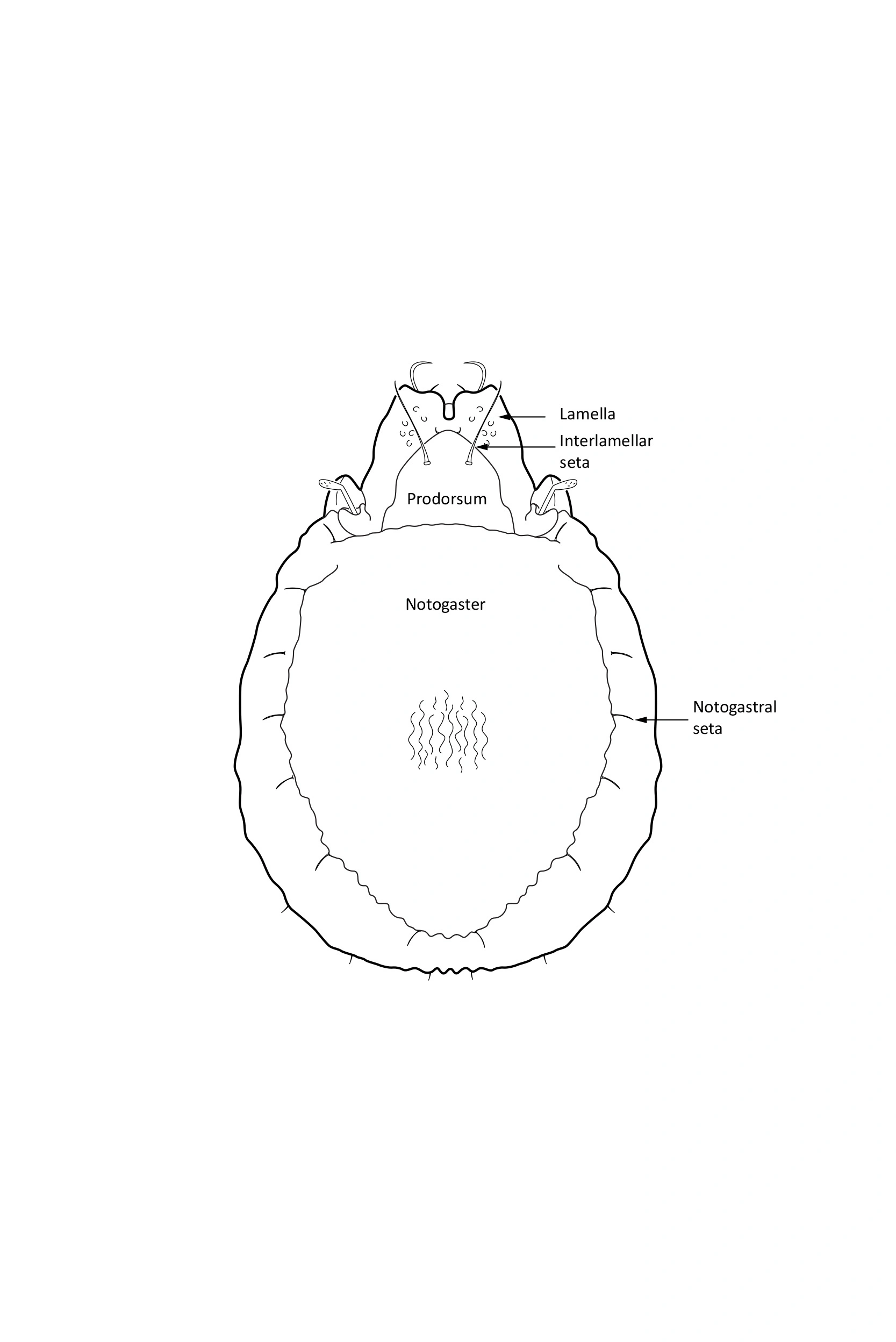 Midd: Cepheus cepheiformis.