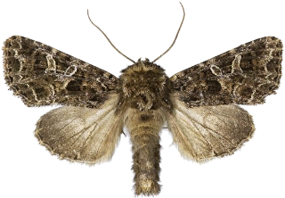 mørkt nellikfly