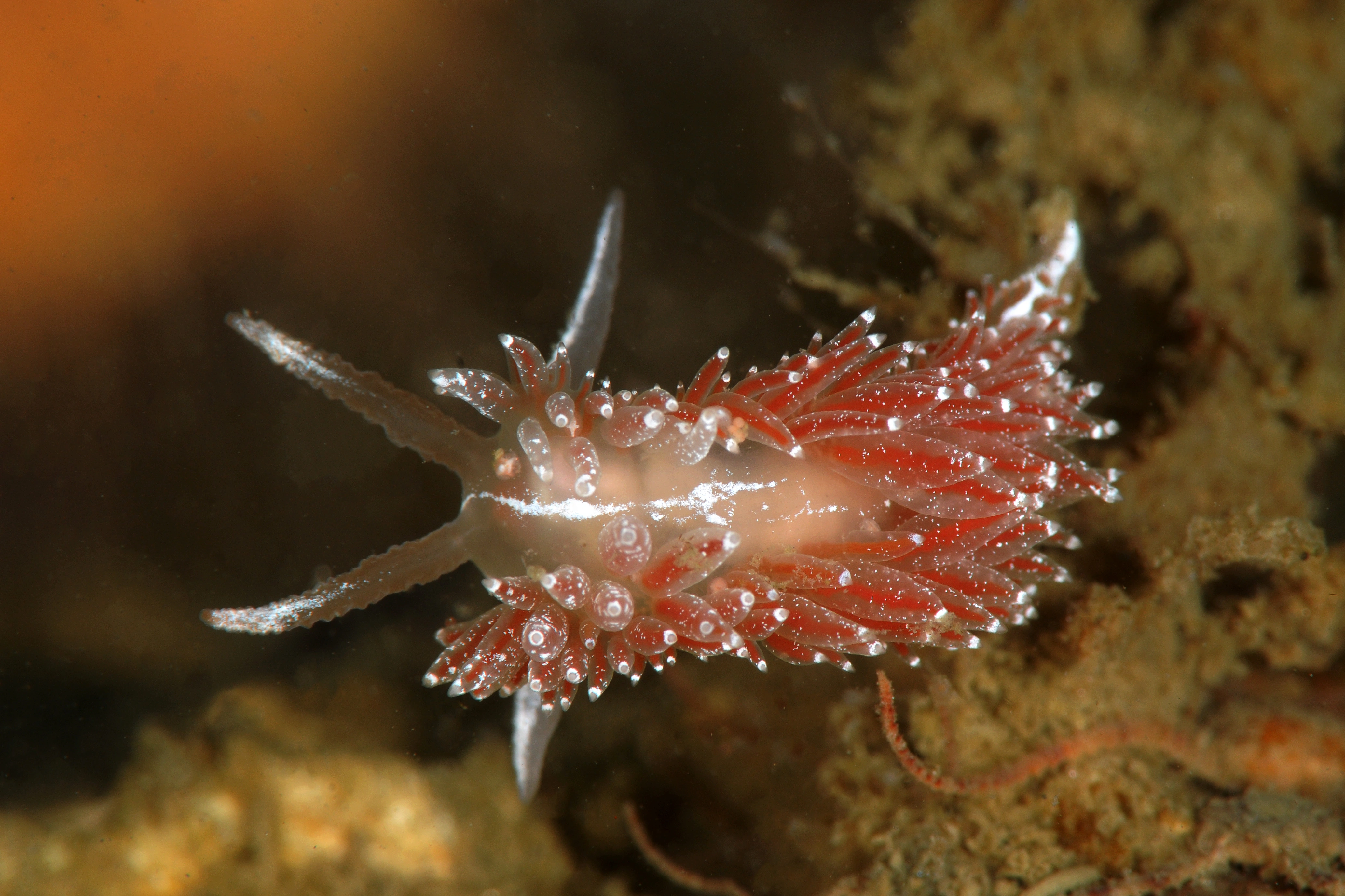 Bløtdyr: Coryphella monicae.