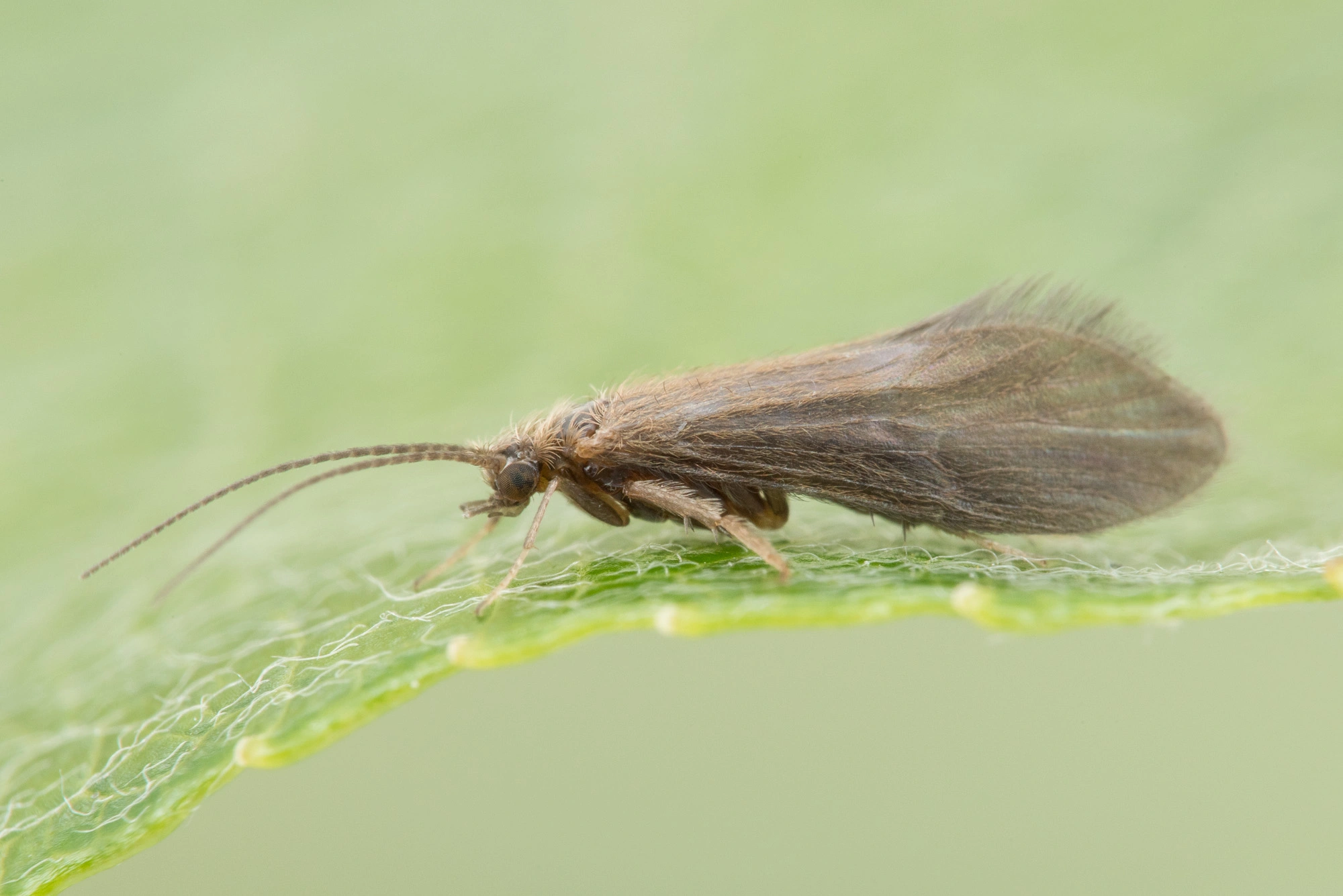 Vårfluer: Agapetus ochripes.