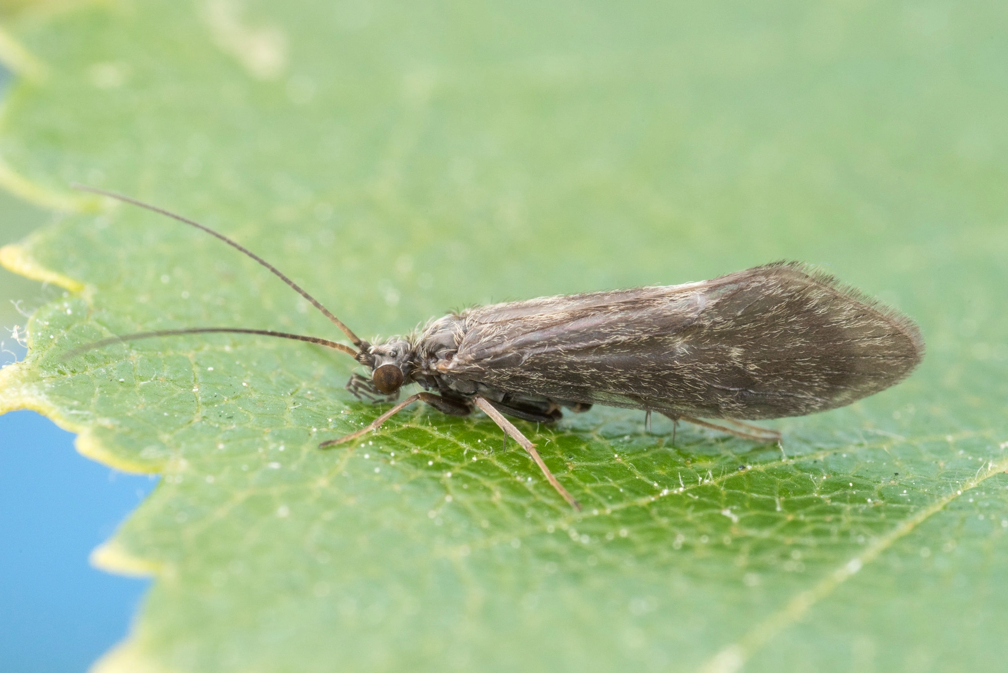 Vårfluer: Glossosoma nylanderi.