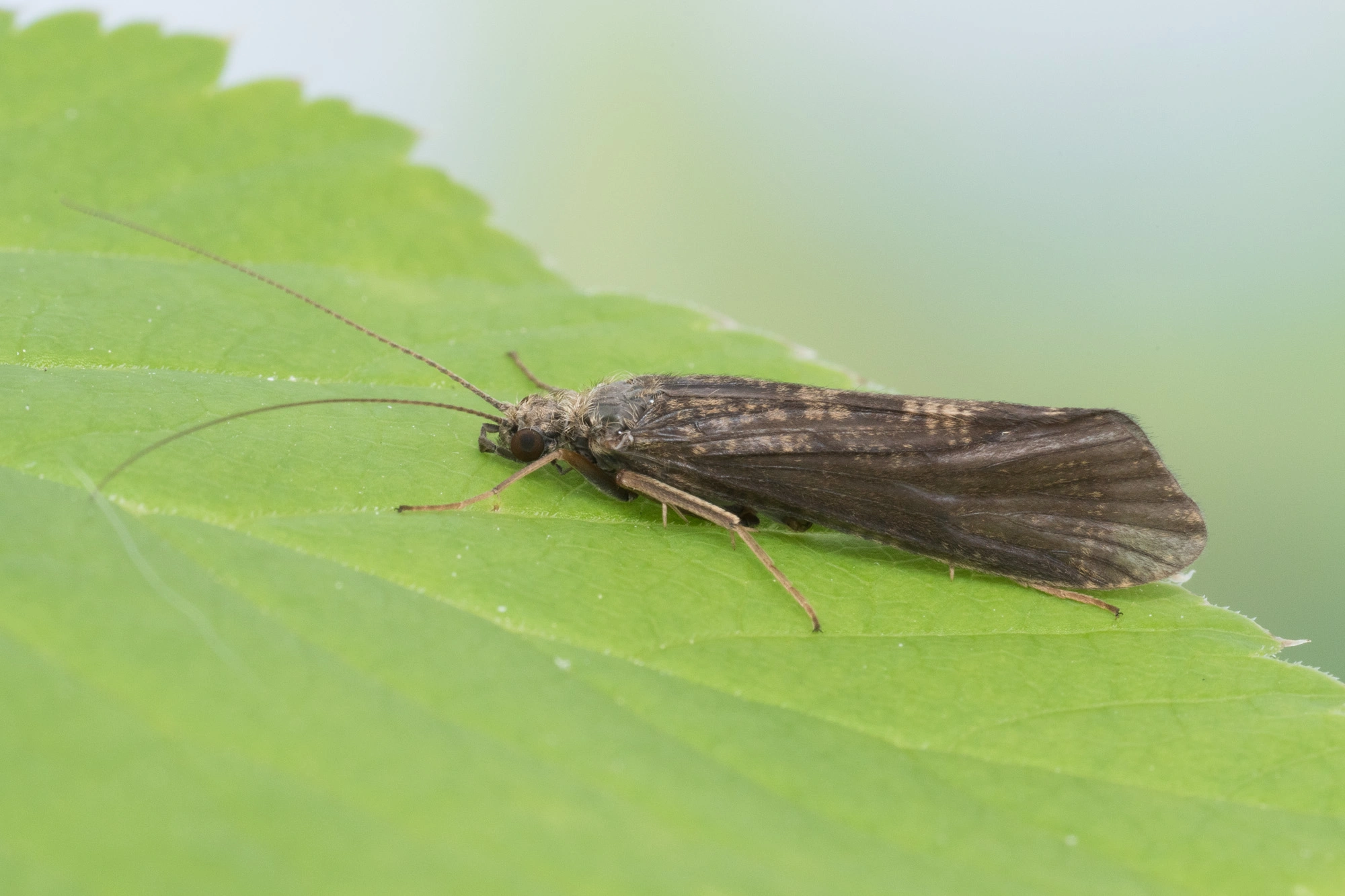 Vårfluer: Hydropsyche angustipennis.