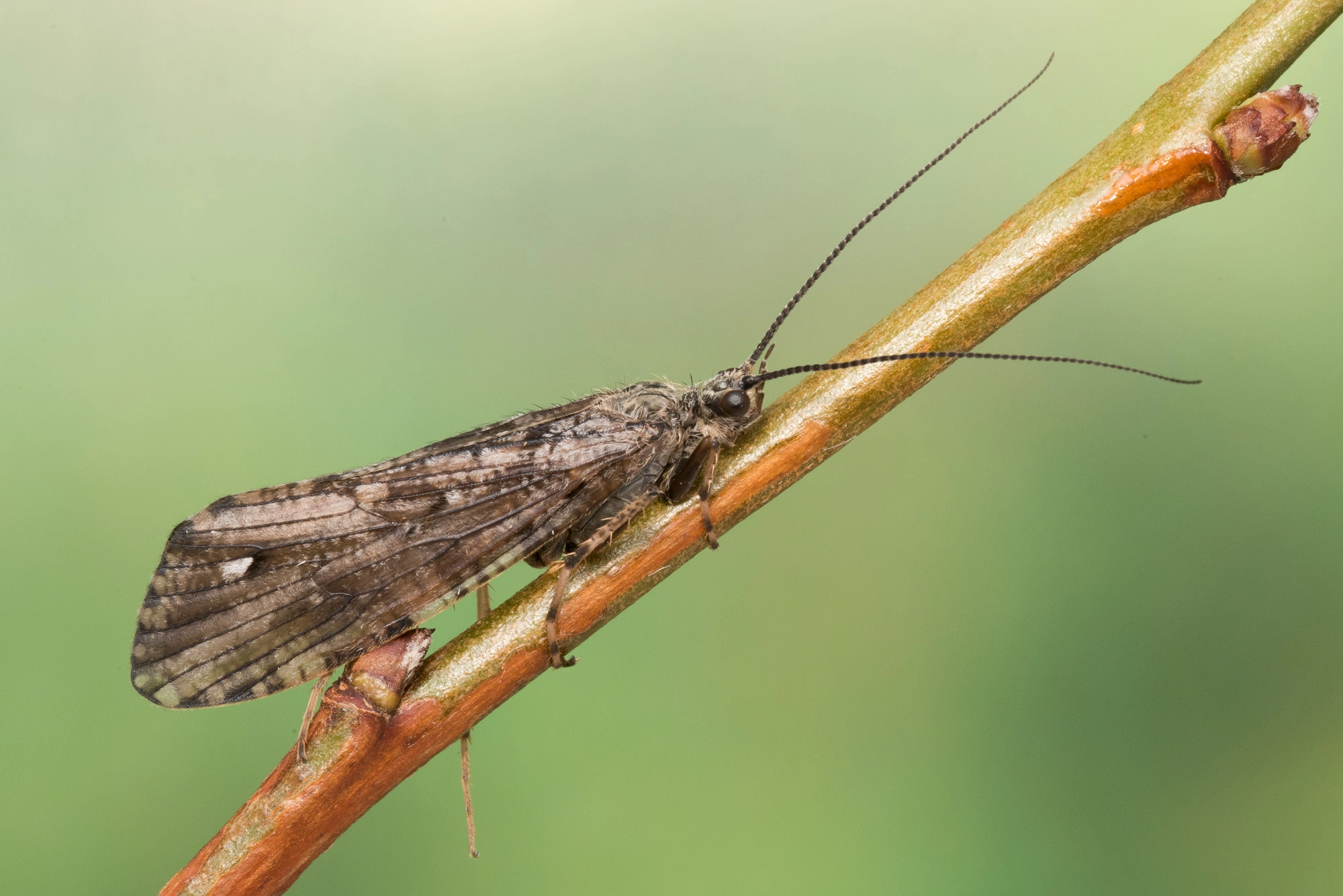 Vårfluer: Agrypnia obsoleta.