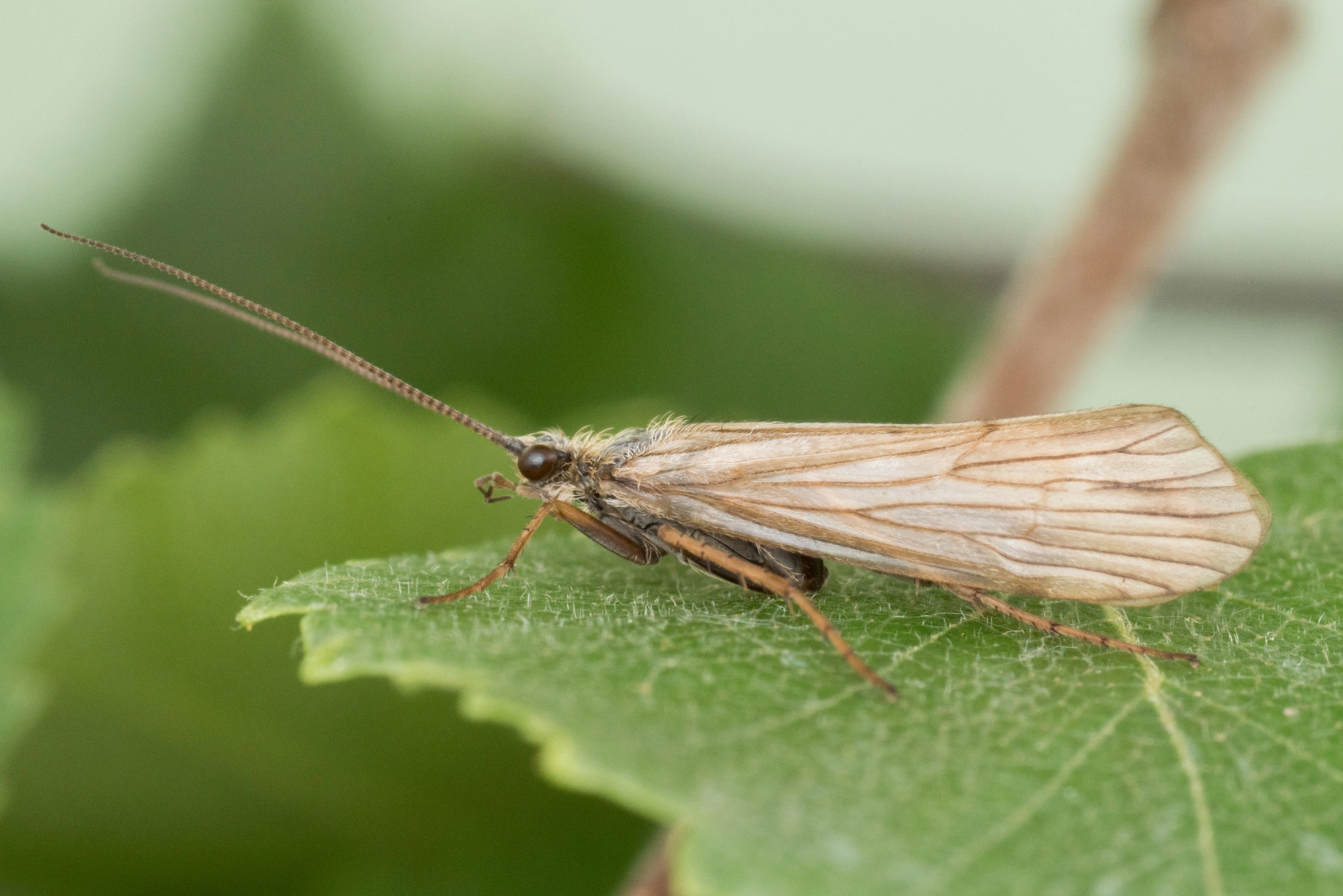 Vårfluer: Agrypnia picta.