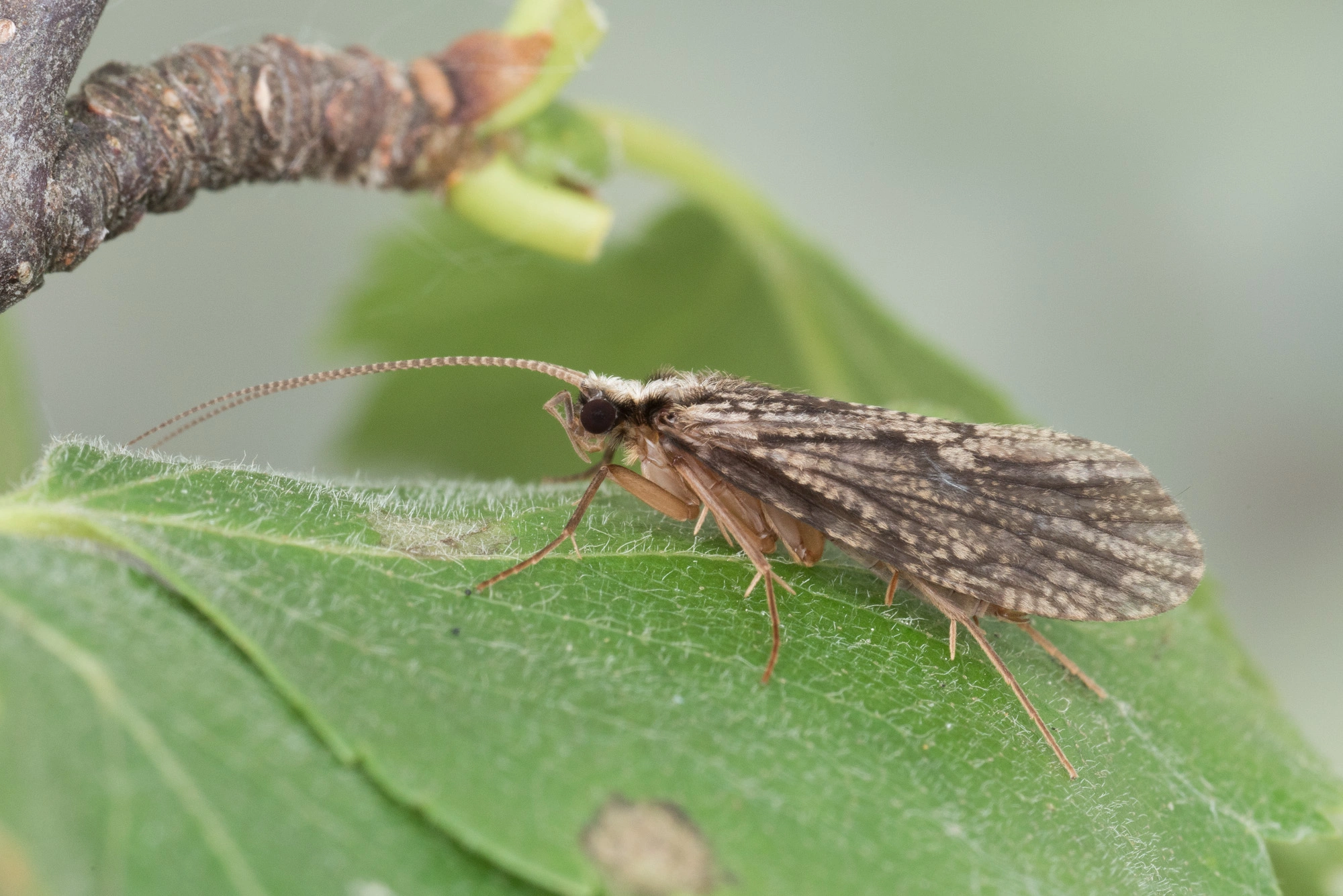 Vårfluer: Plectrocnemia conspersa.