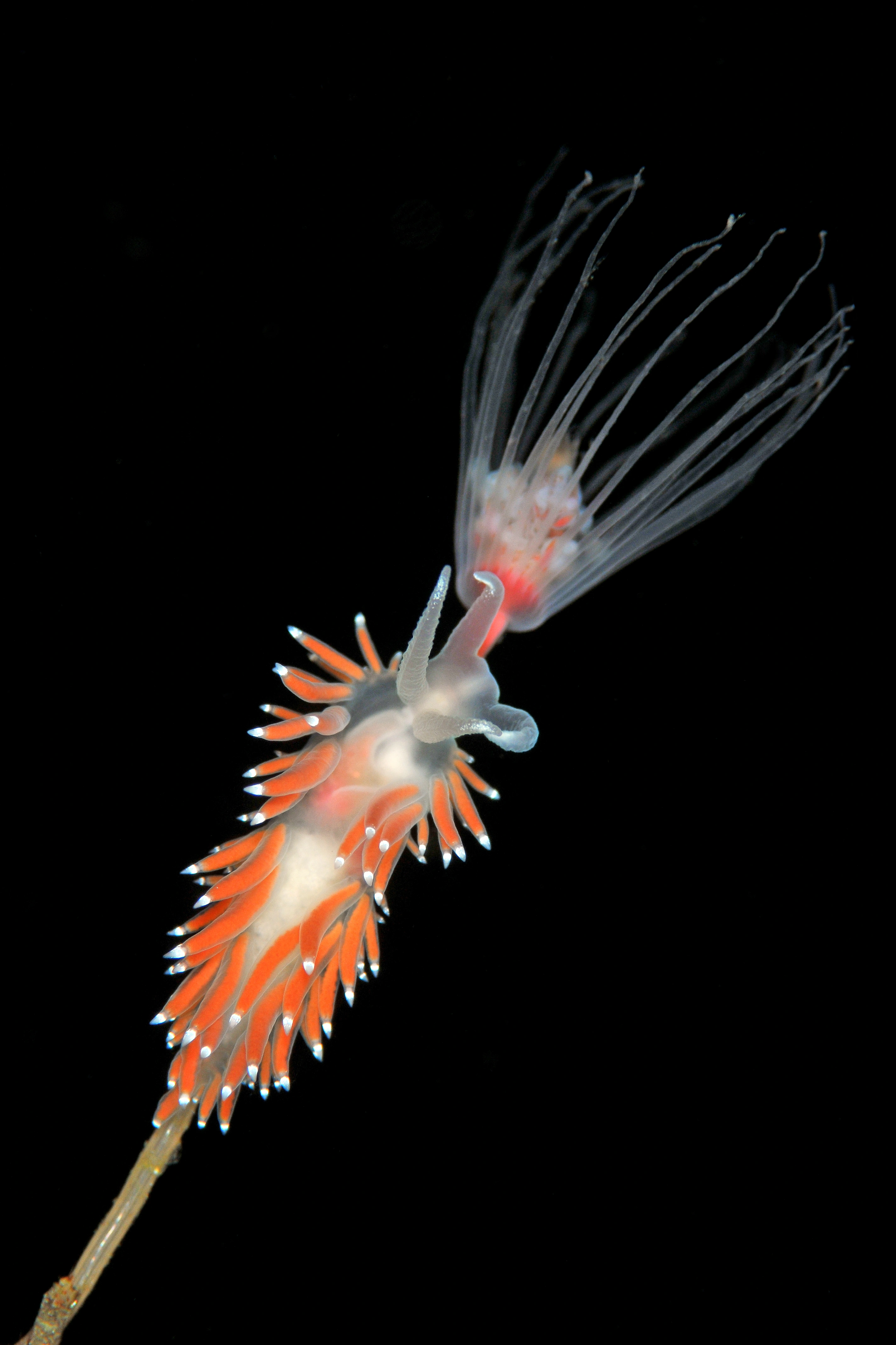 Bløtdyr: Coryphella browni.