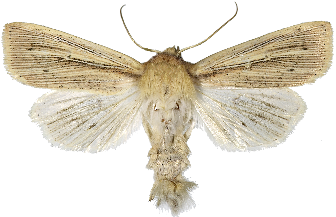 Rørgressfly.