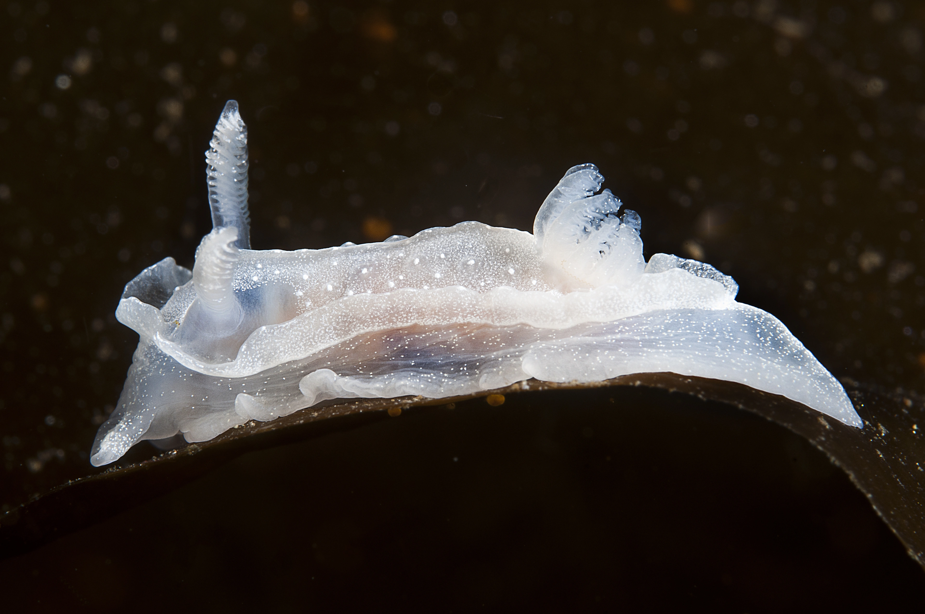 Bløtdyr: Goniodoris nodosa.