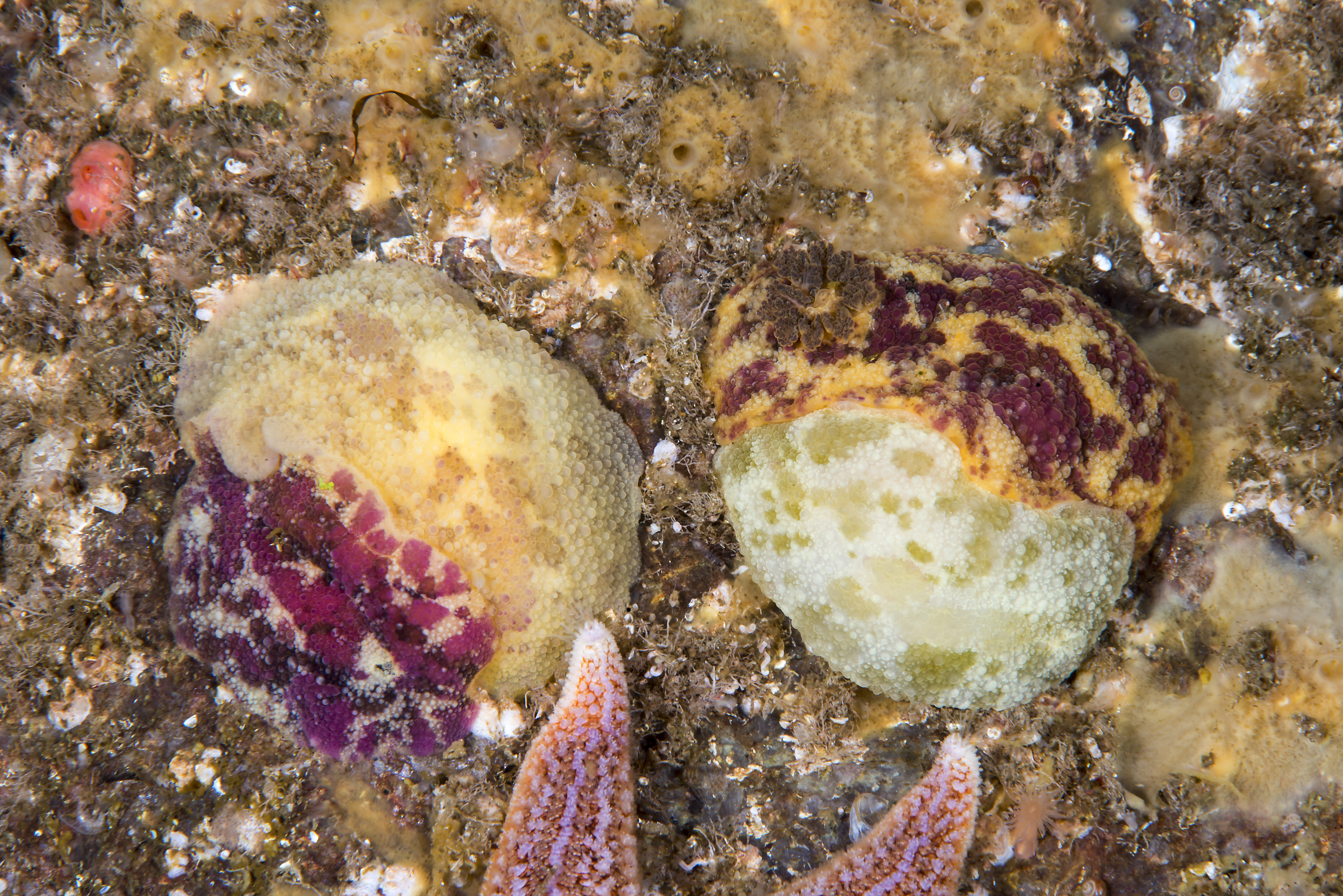 Nakensnegler: Doris pseudoargus.