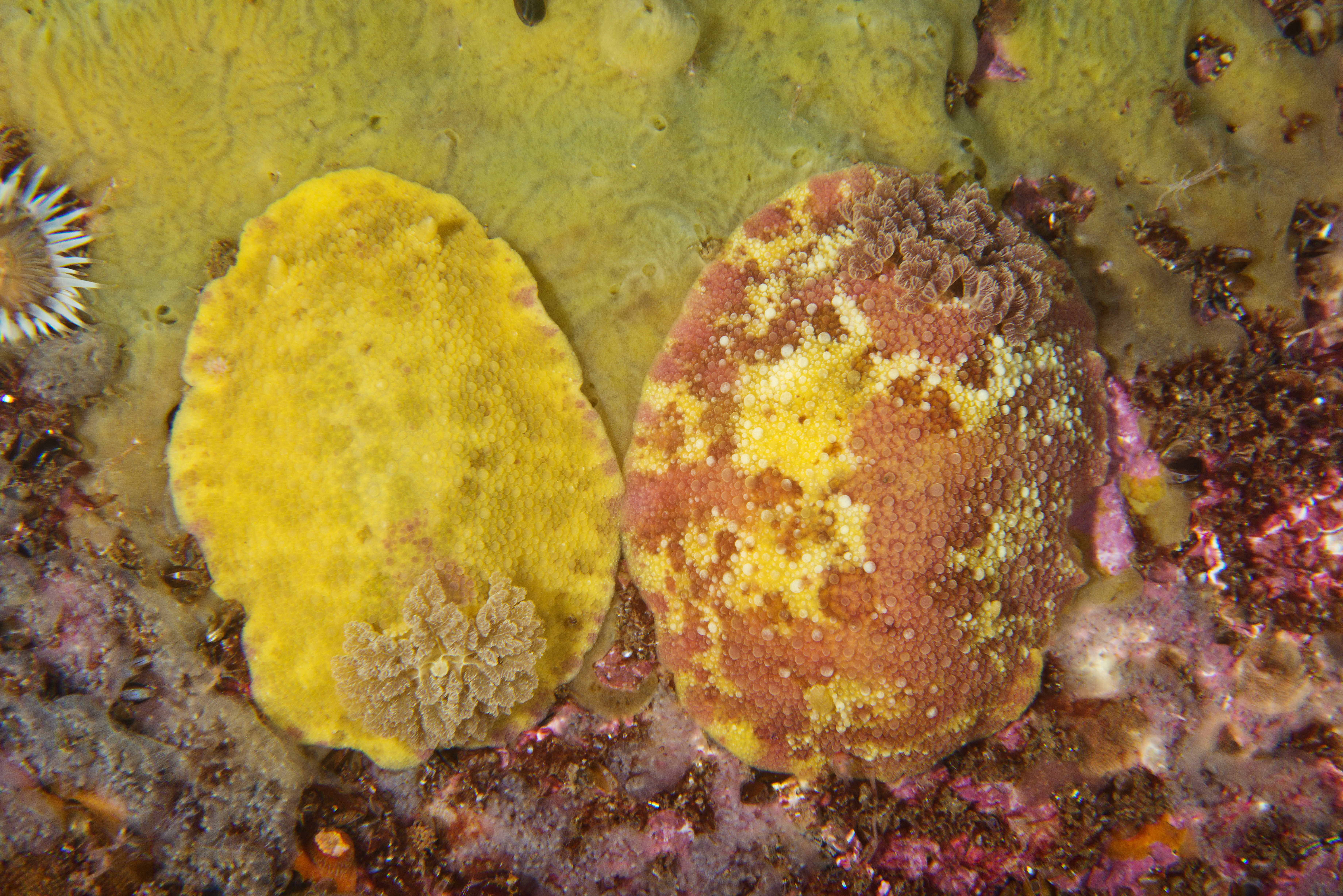 Bløtdyr: Doris pseudoargus.