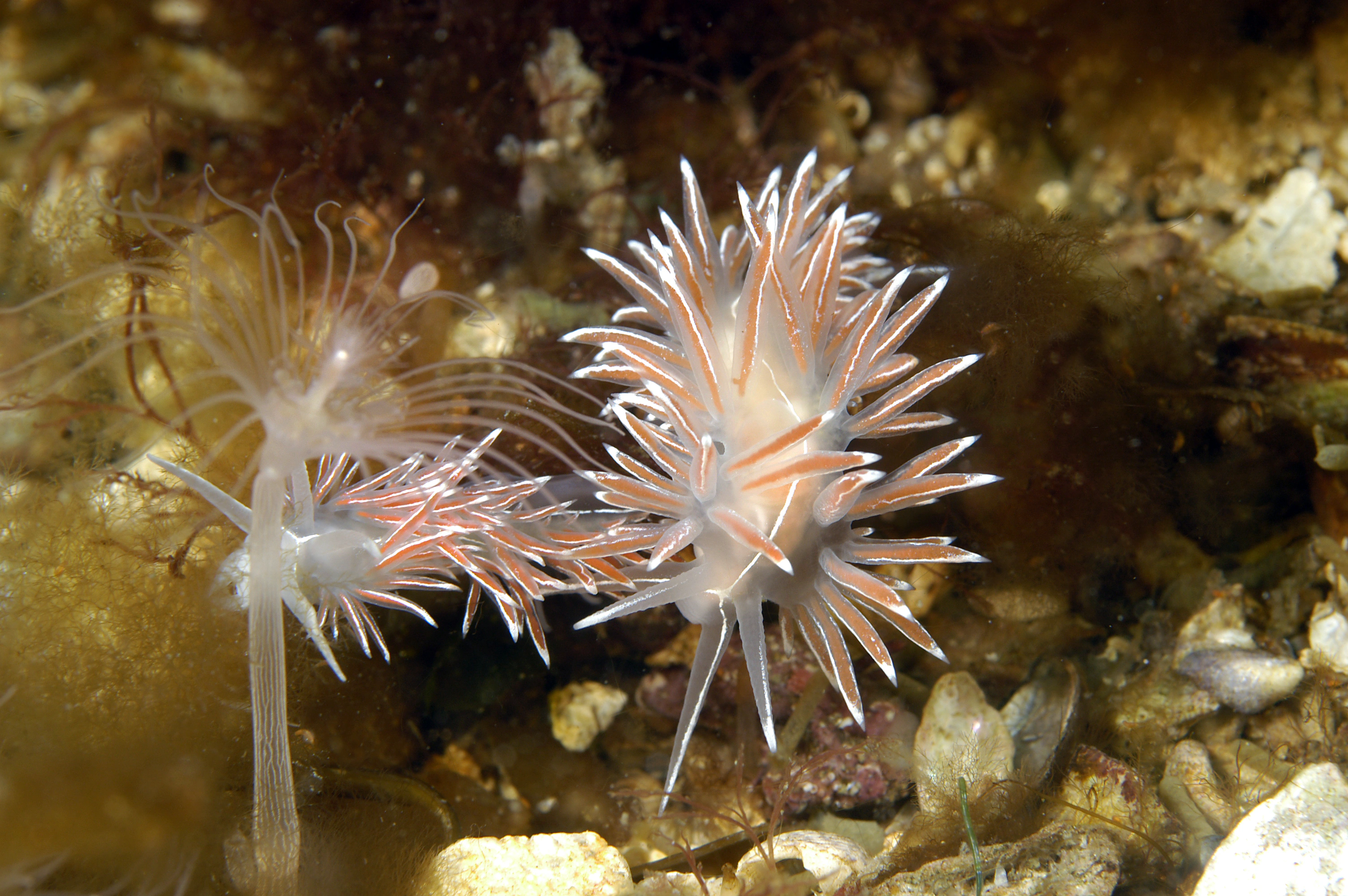 Bløtdyr: Coryphella lineata.