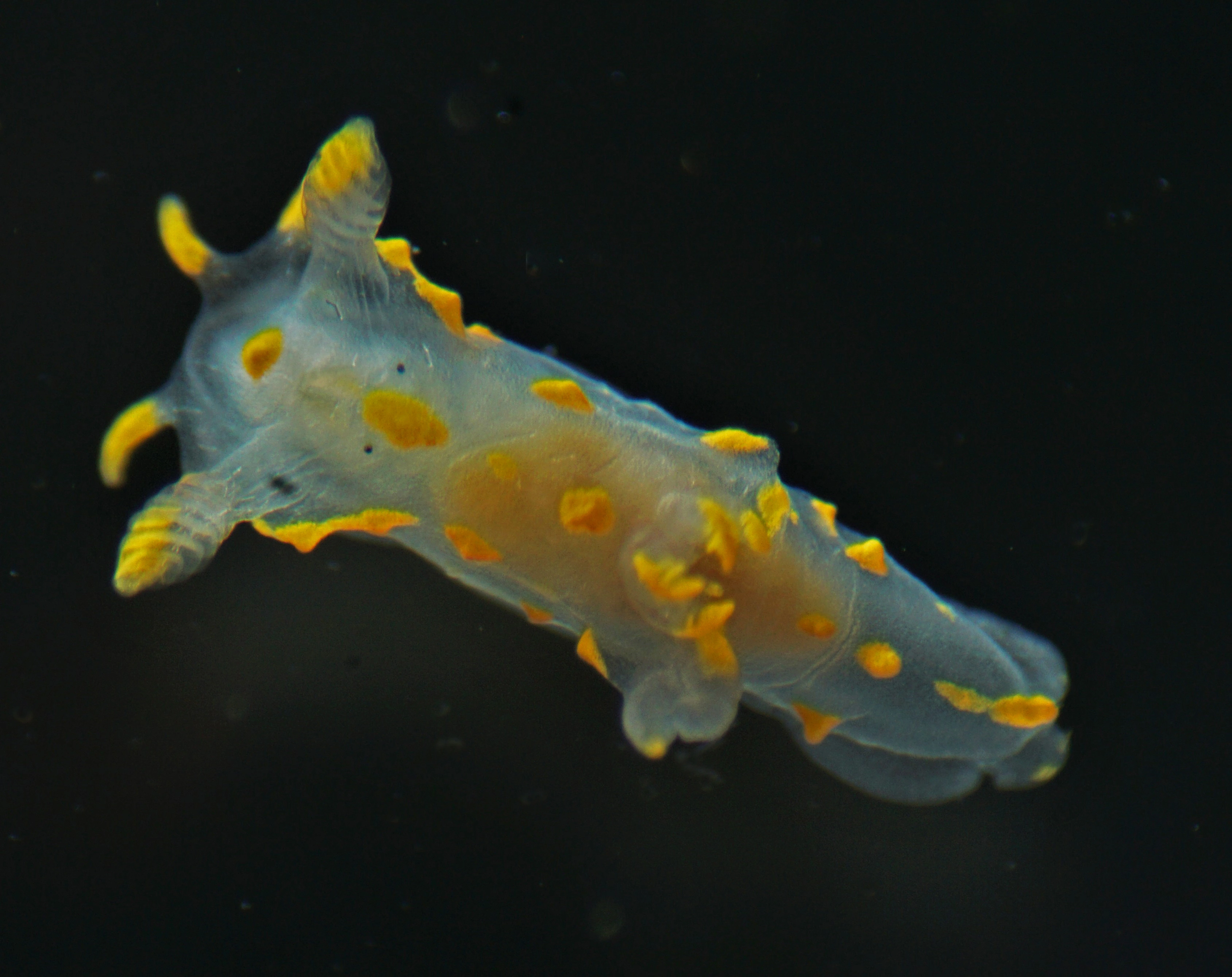 Nakensnegler: Polycera norvegica.