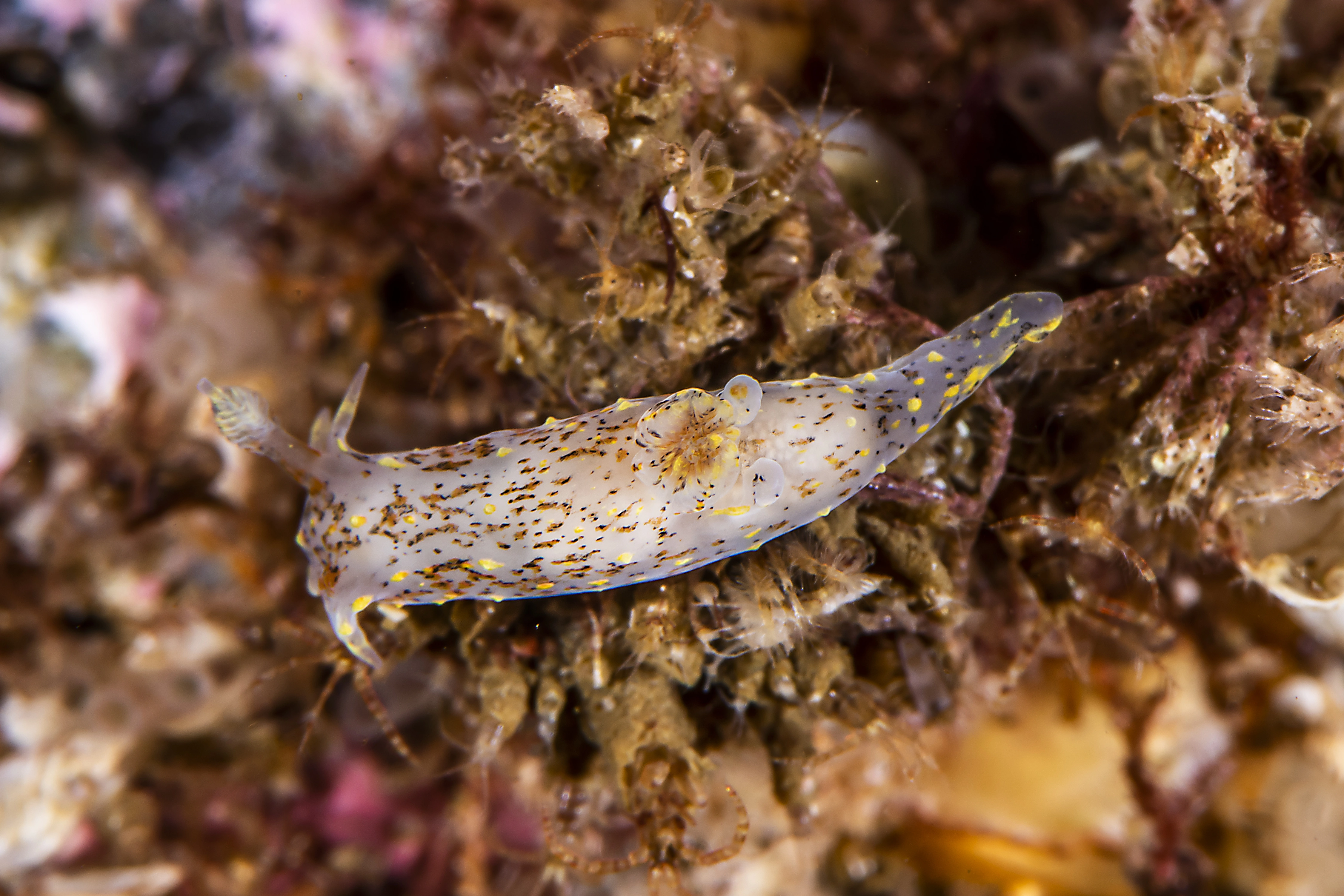 Bløtdyr: Polycera norvegica.