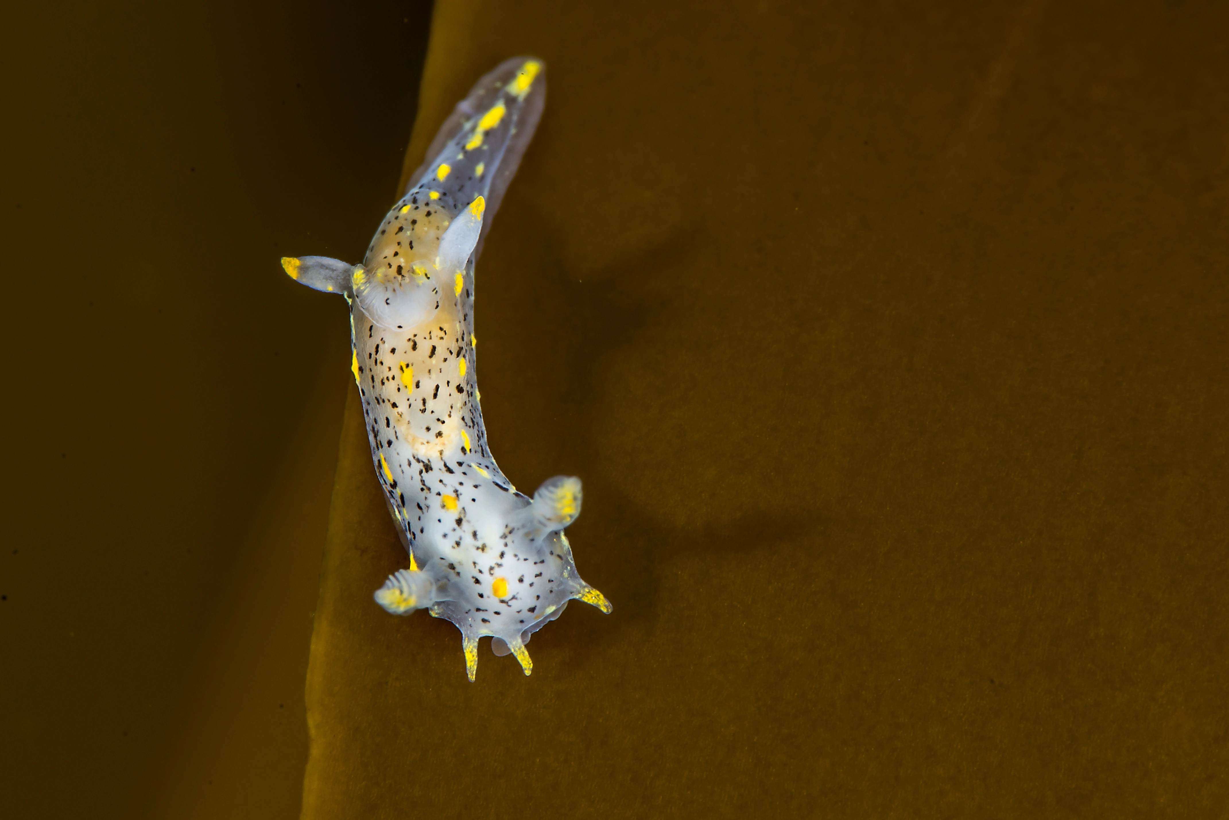 Bløtdyr: Polycera norvegica.