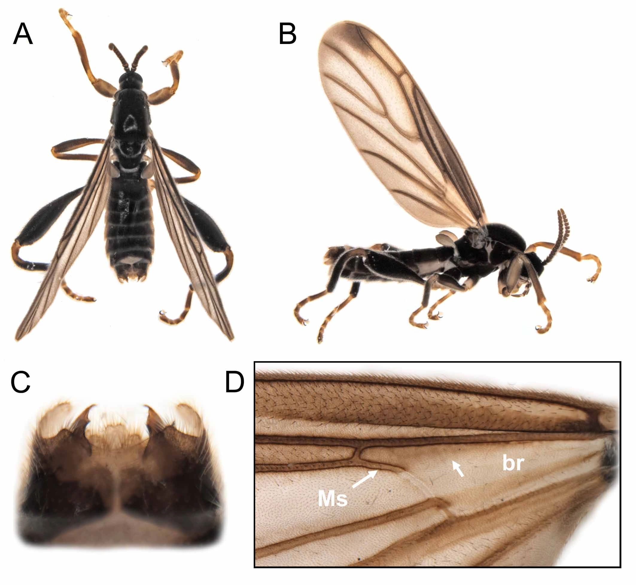 Tovinger: Hyperoscelis eximia.