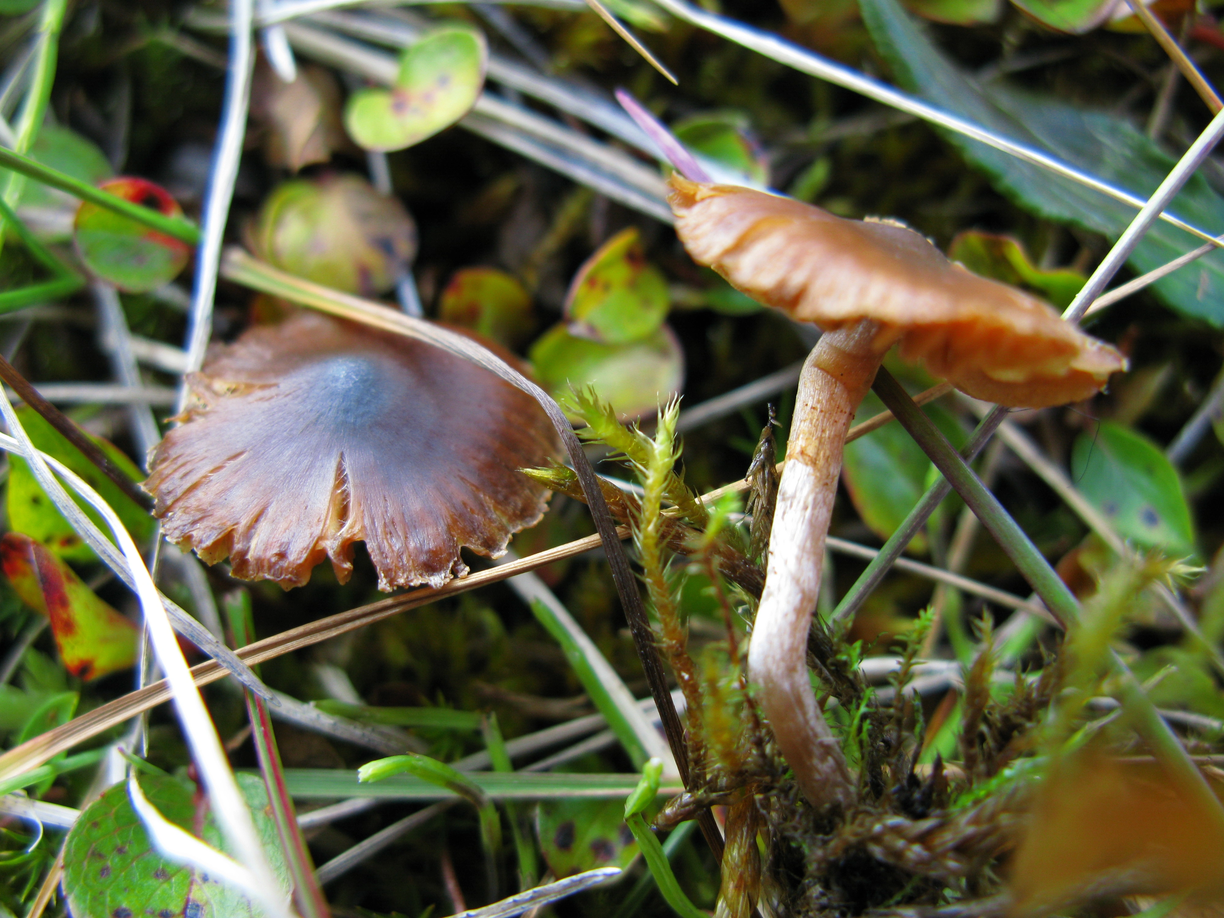 Slørsopper: Cortinarius pulchripes.