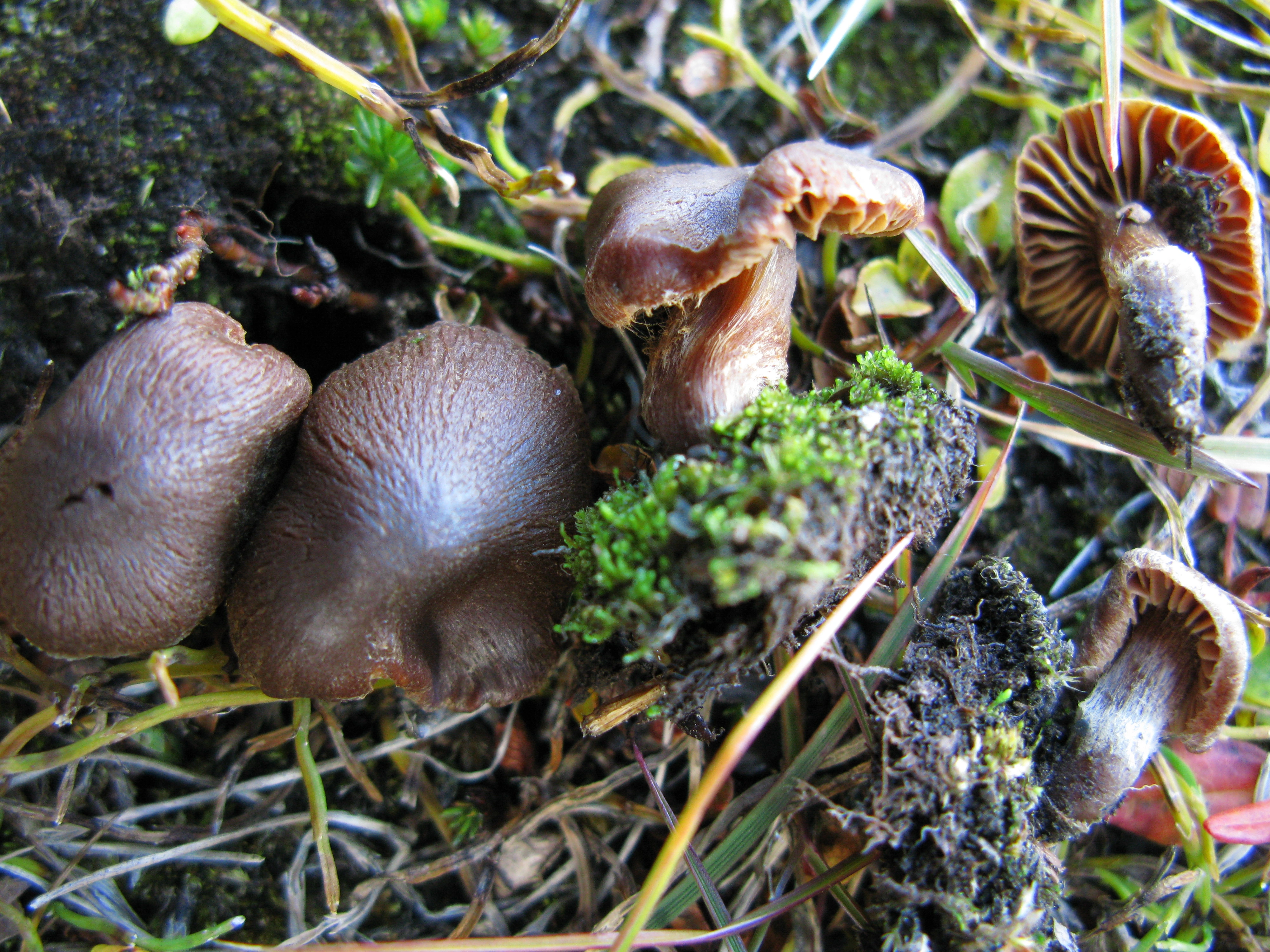 Slørsopper: Cortinarius pseudofusisporus.