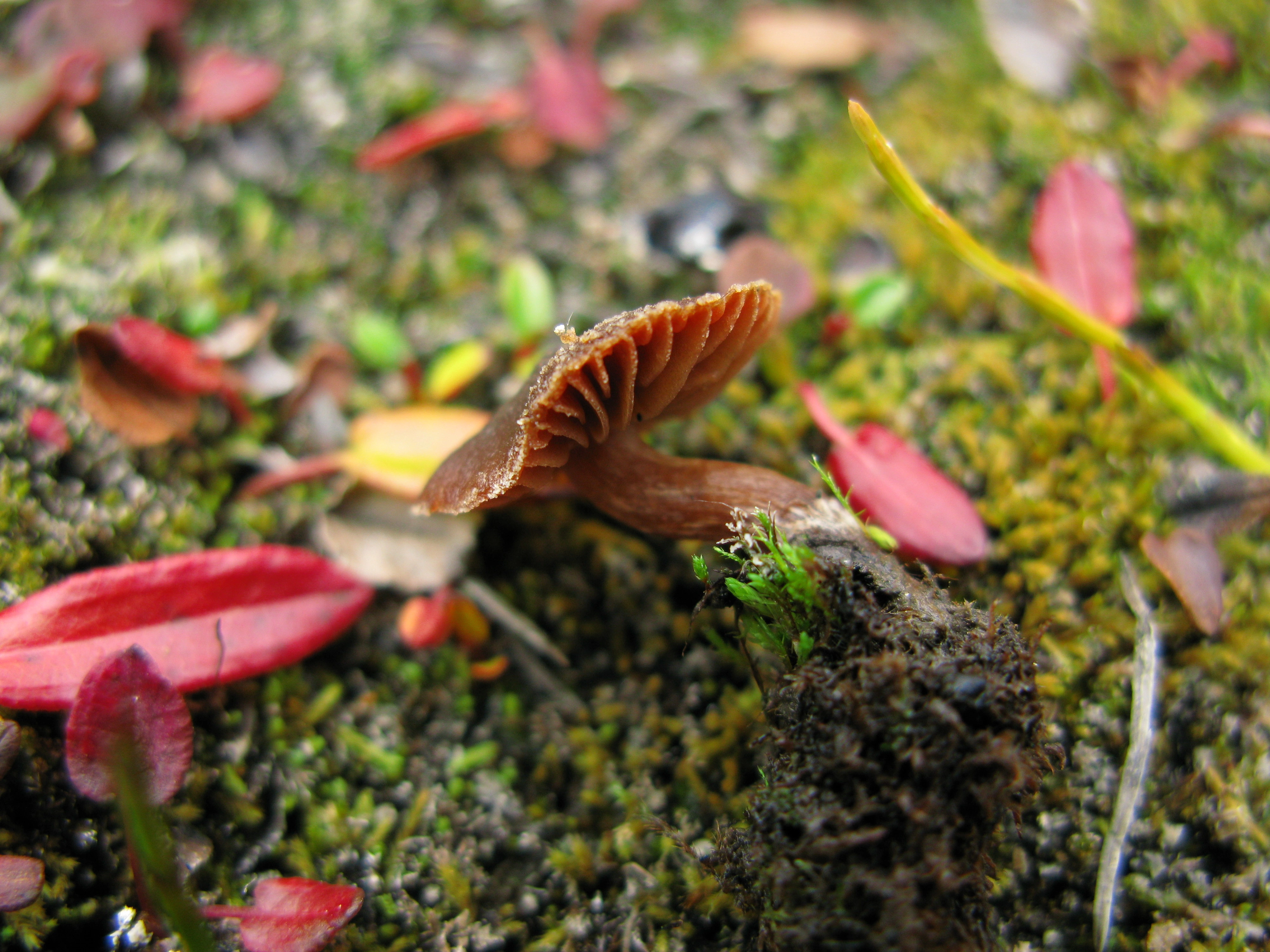 Slørsopper: Cortinarius pulchripes.