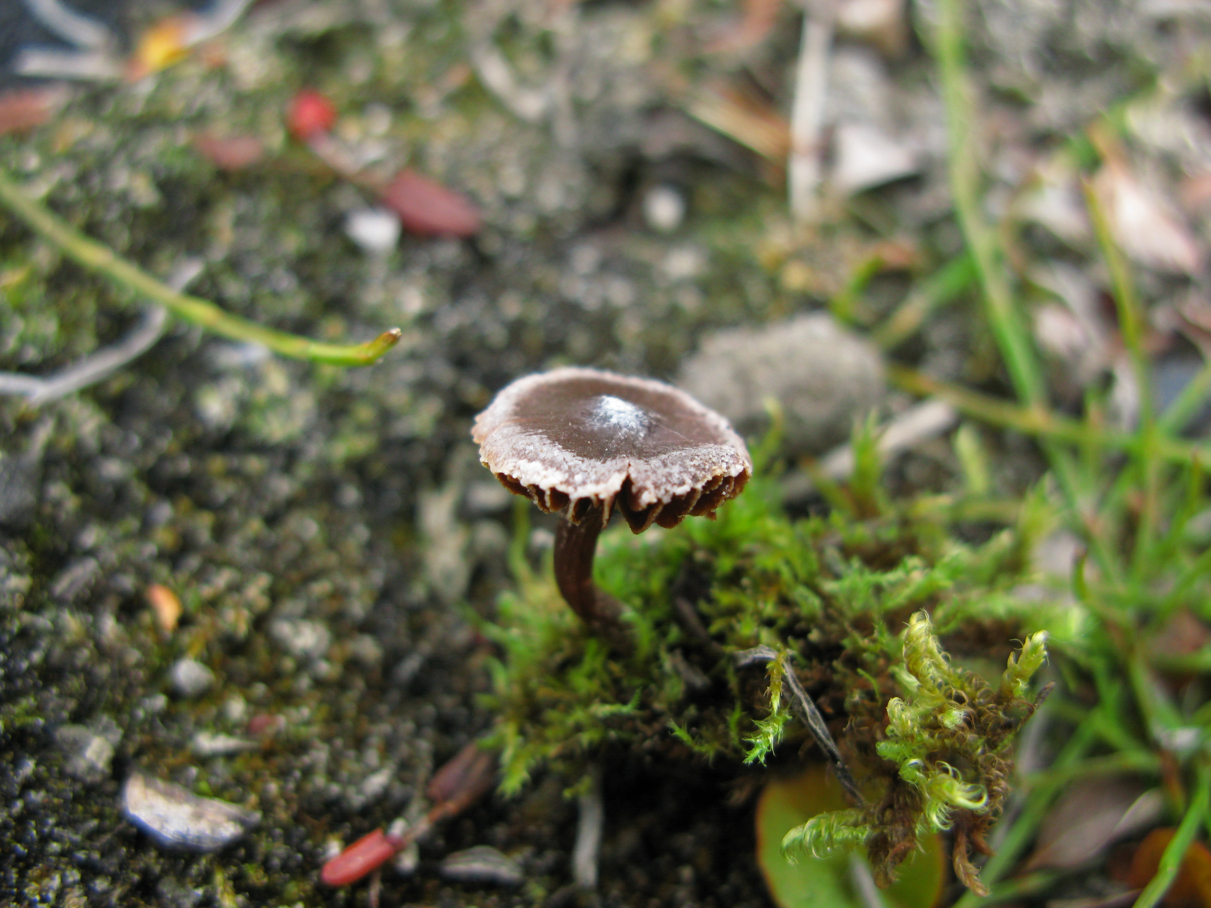 Slørsopper: Cortinarius pulchripes.