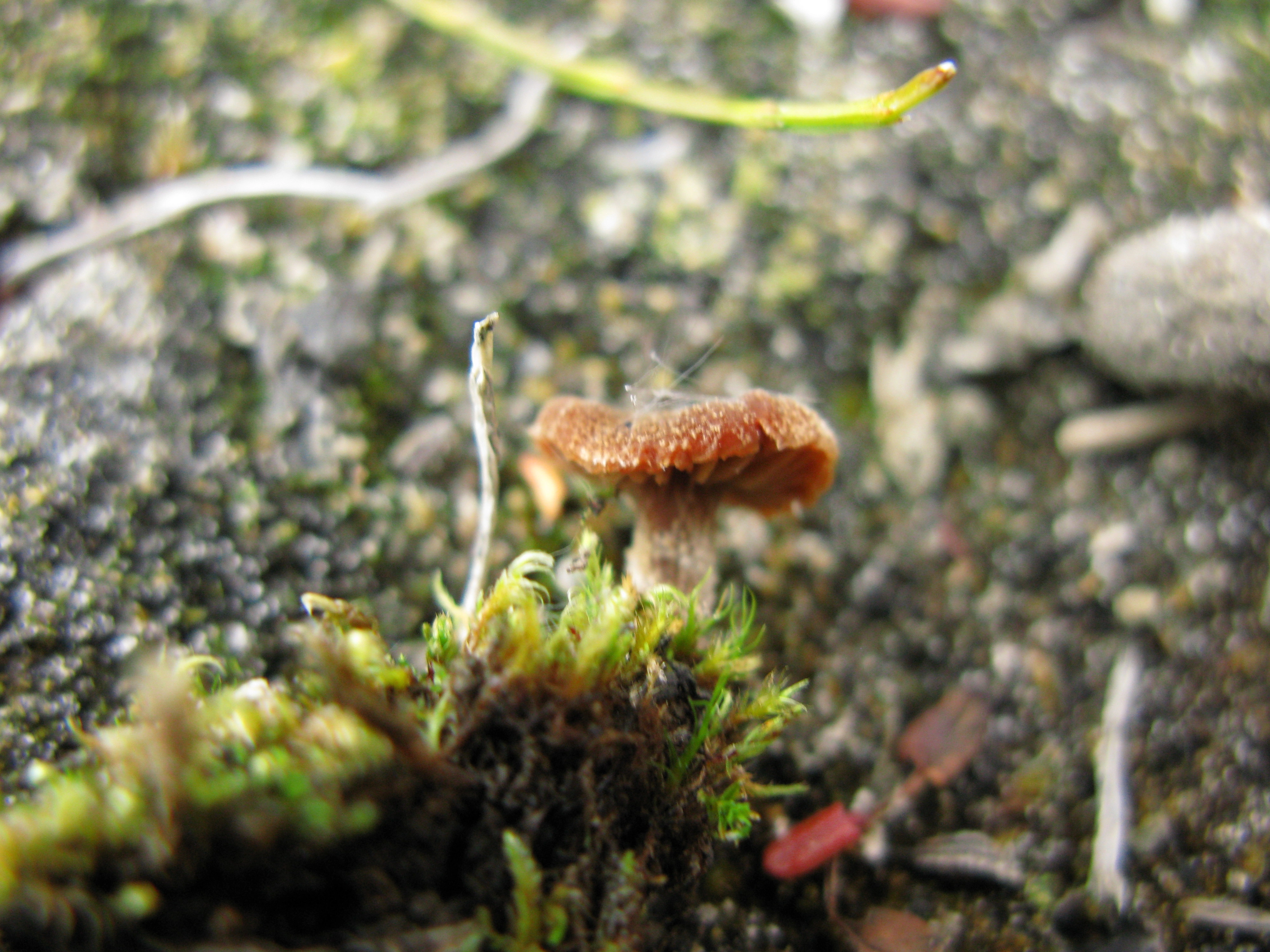 Stilksporesopper: Cortinarius rusticellus.