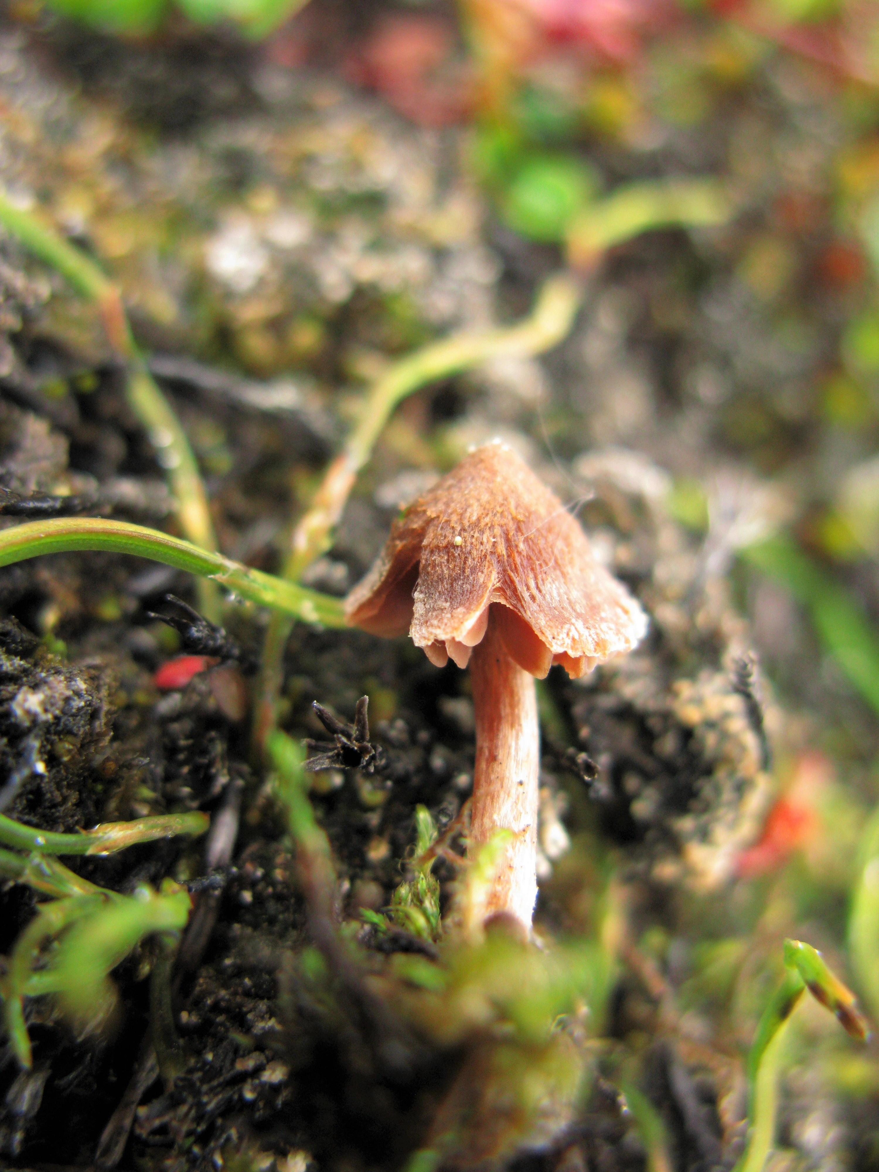 Stilksporesopper: Cortinarius rusticellus.