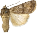 Gråbrunt sandjordfly.