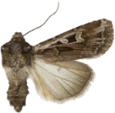 Gråbrunt sandjordfly.