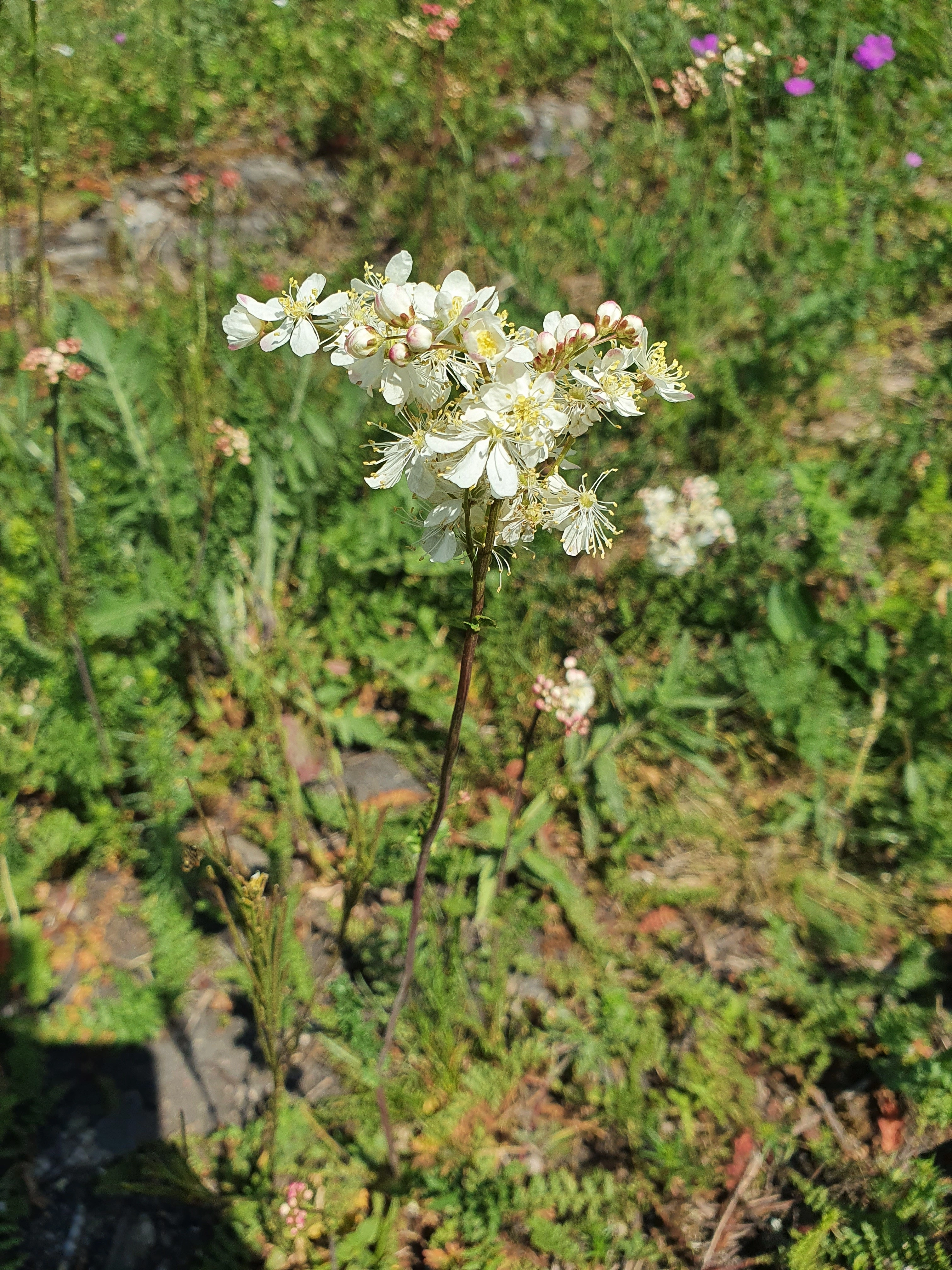 Knollmjødurt.