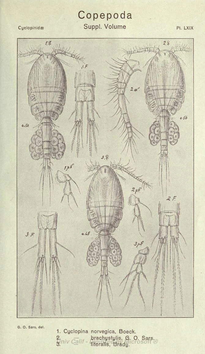 Hoppekreps: Cyclopina.