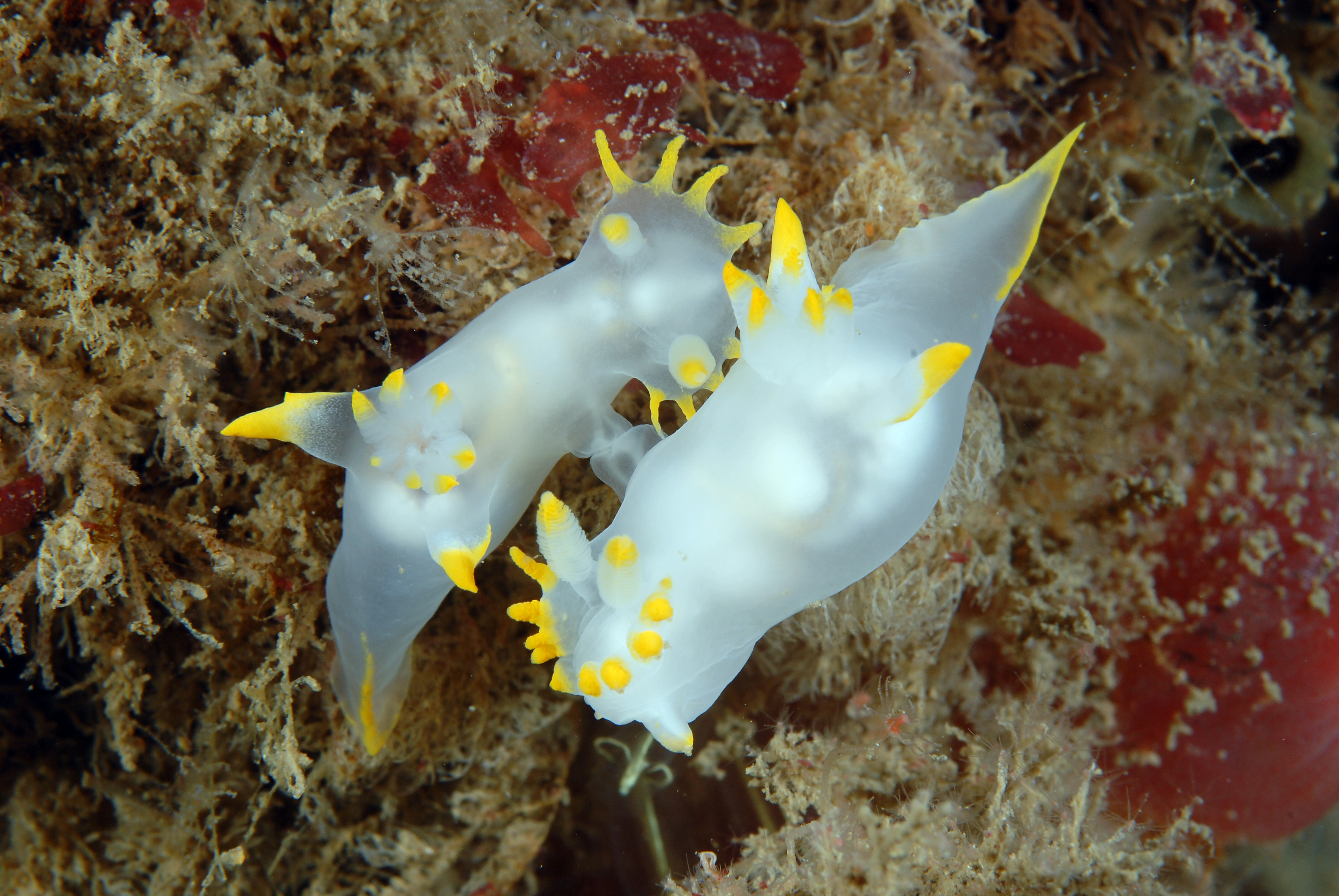 Nakensnegler: Polycera kernowensis.