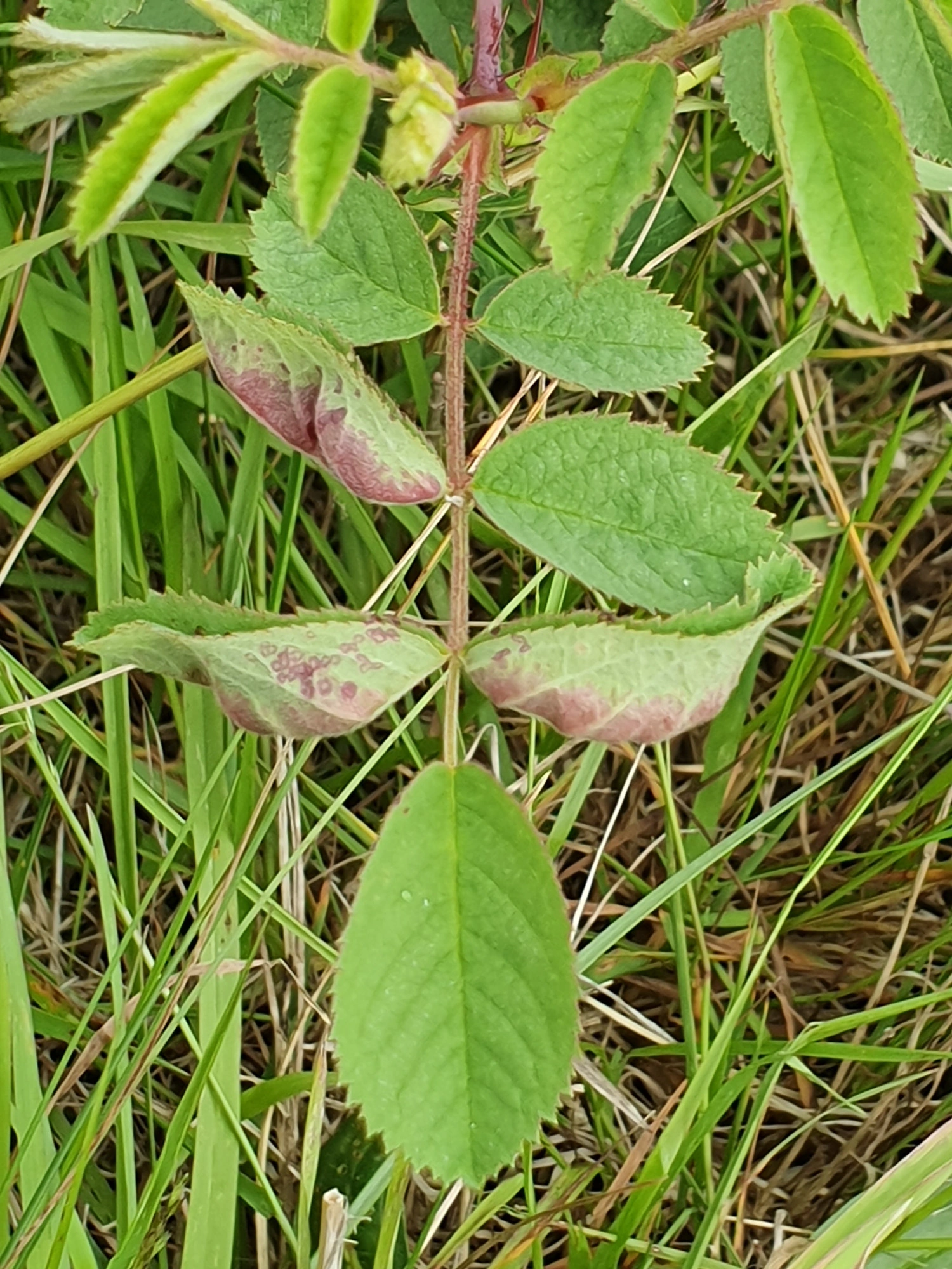 Gallmygg: Dasineura rosae.