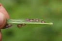 Tovinger: Cystiphora sanguinea. Sveveslekta.