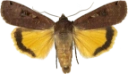 Hagebåndfly.