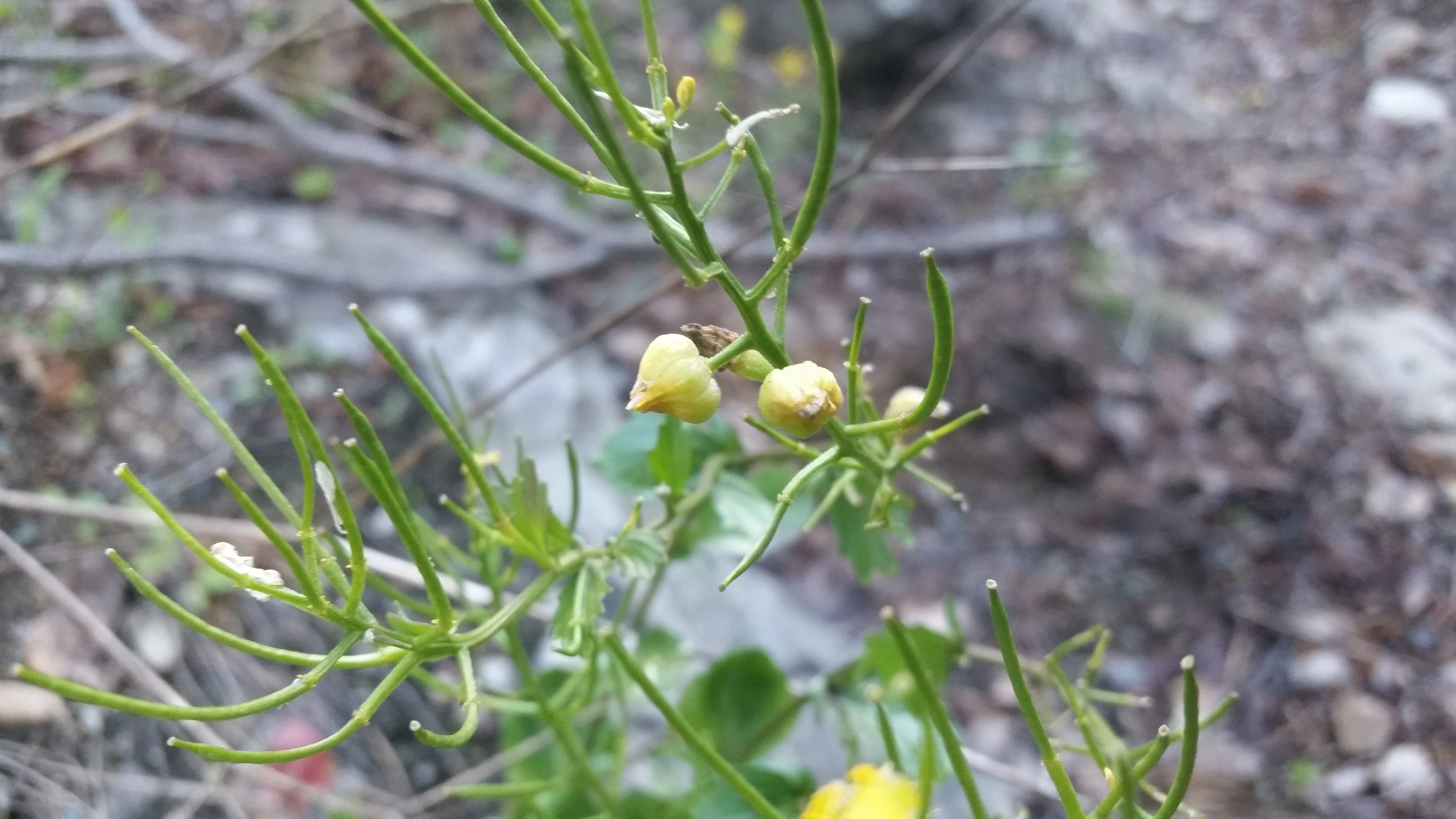 Gallmygg: Dasineura sisymbrii. Vinterkarse.