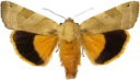 Bredbåndfly.