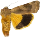 Bredbåndfly.