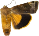 Bredbåndfly.