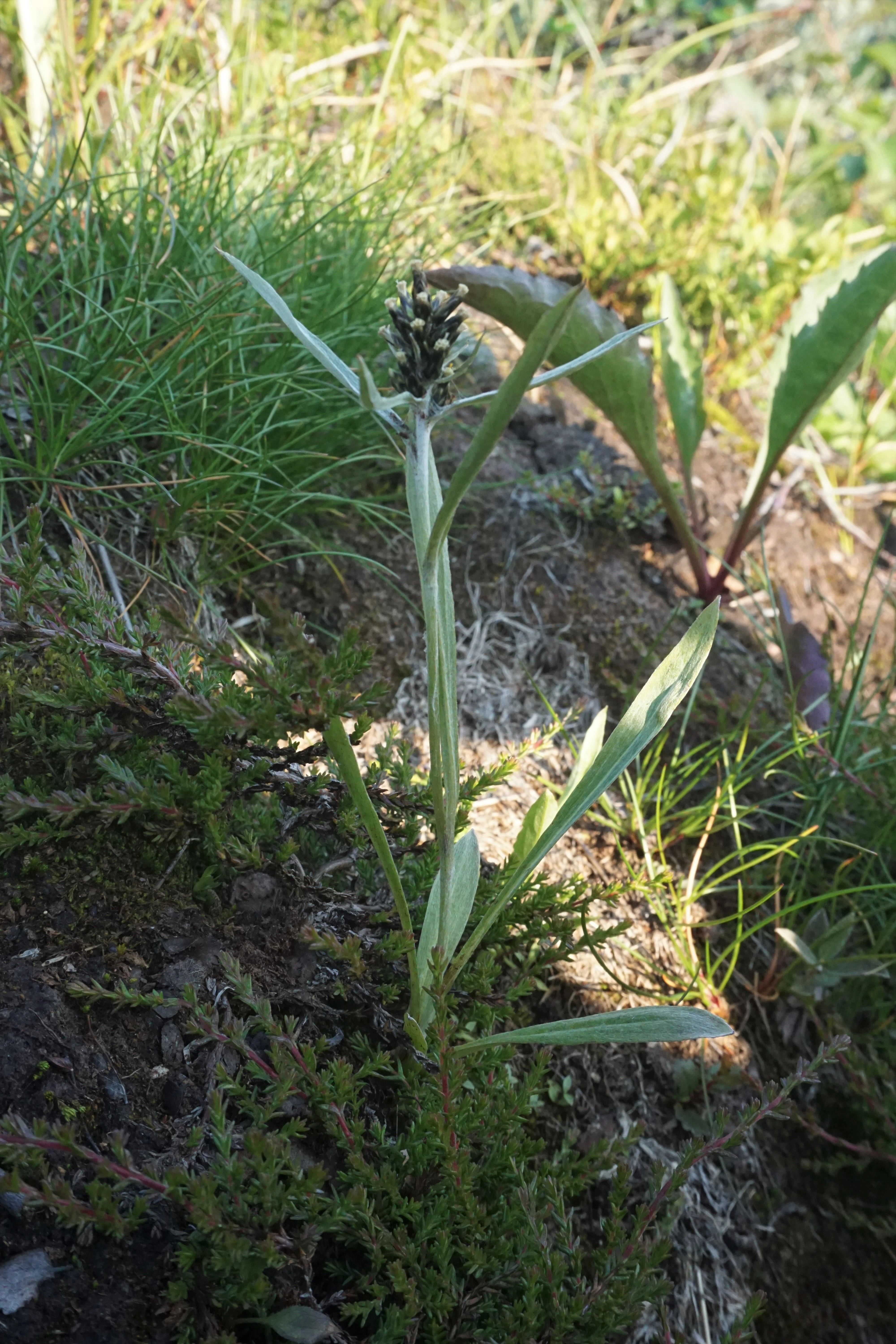 Skoggråurt.