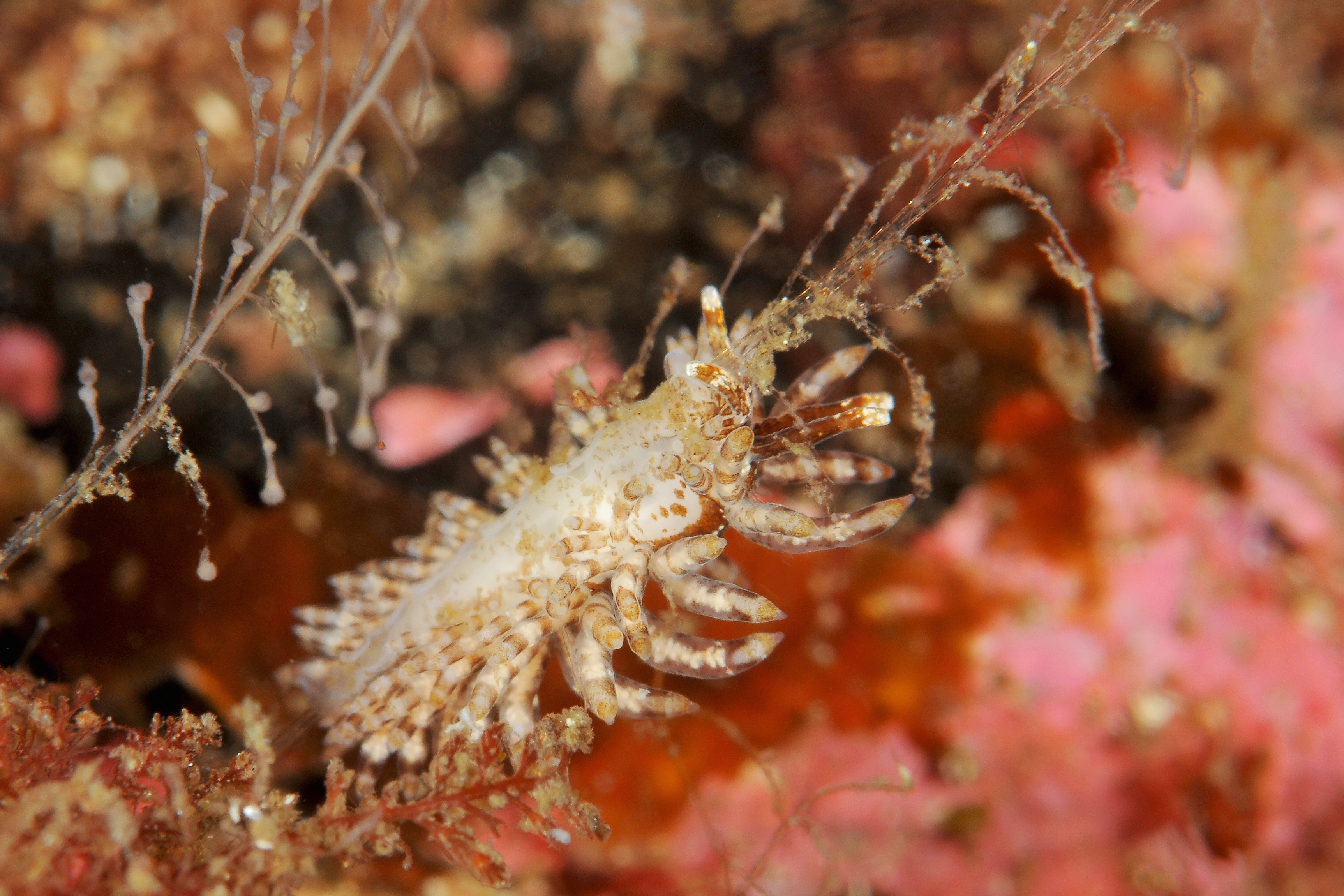 Nakensnegler: Eubranchus vittatus.