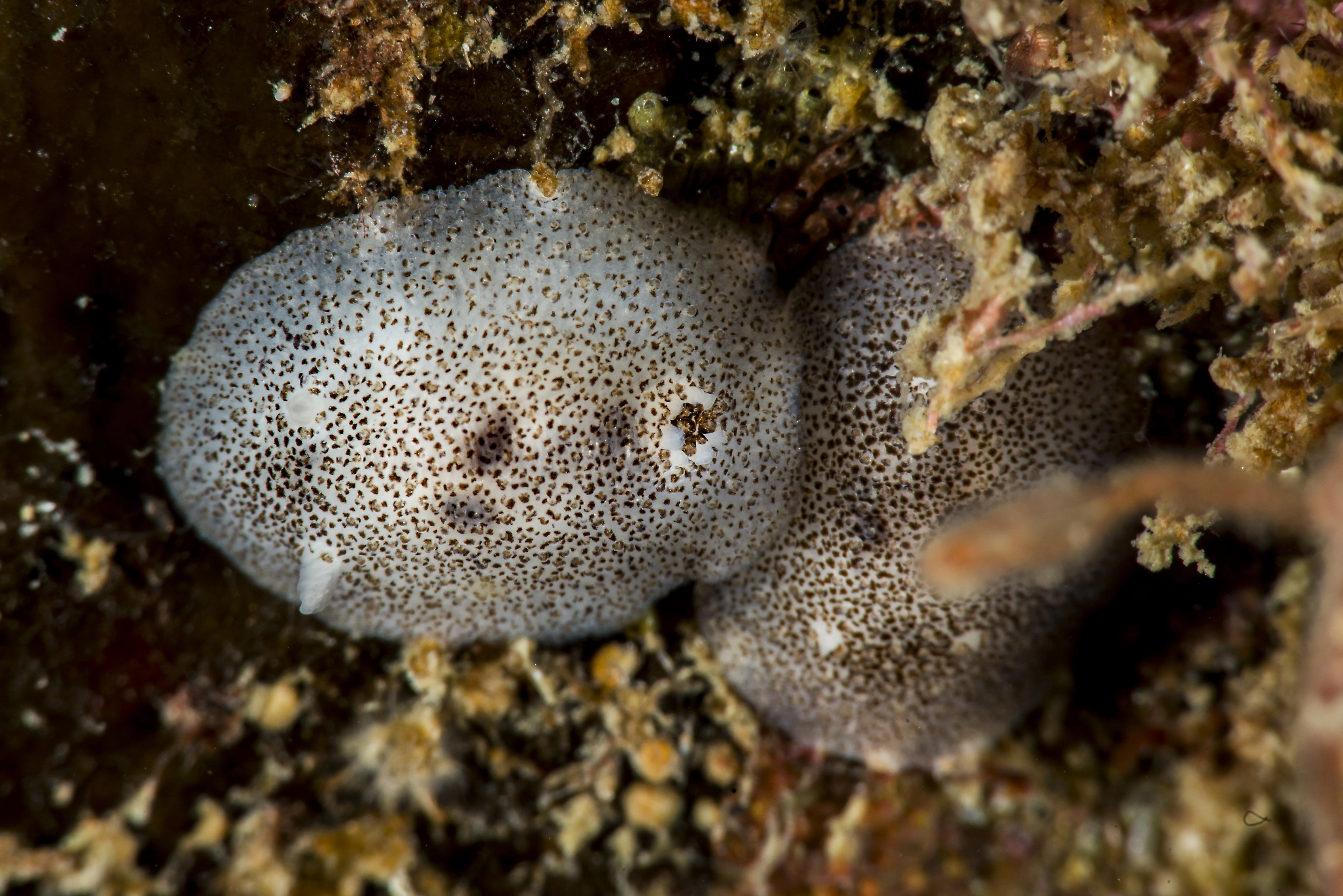 Nakensnegler: Atalodoris pusilla.