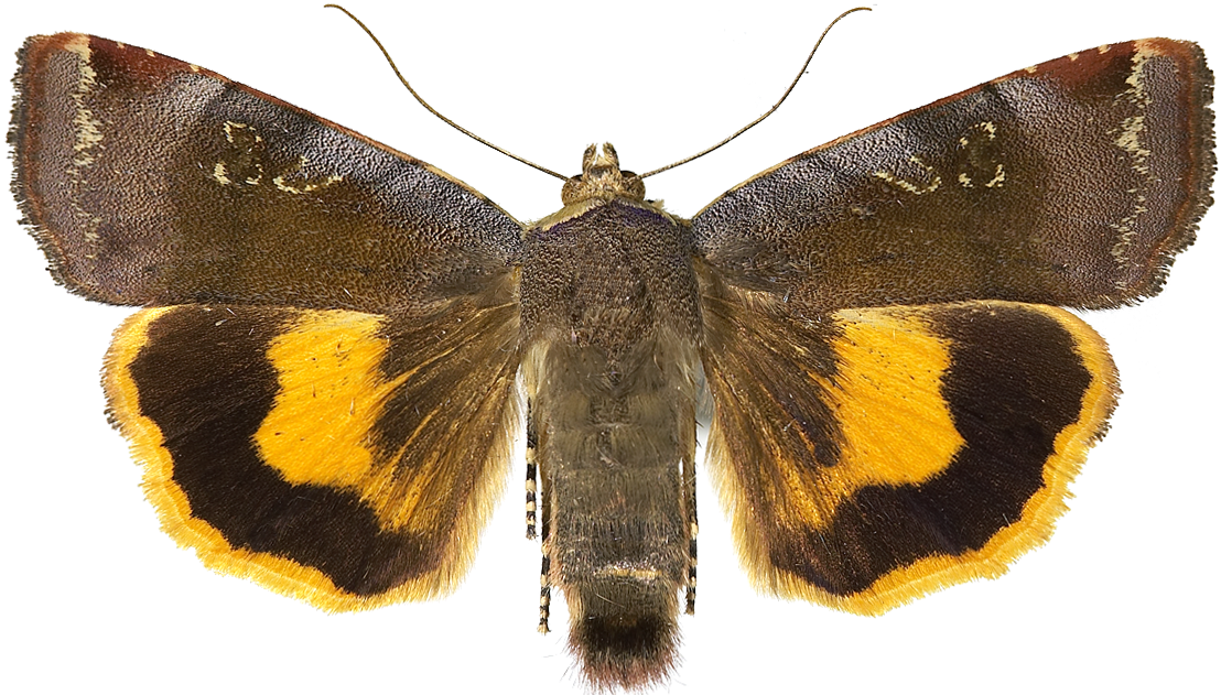 Fiolett båndfly.