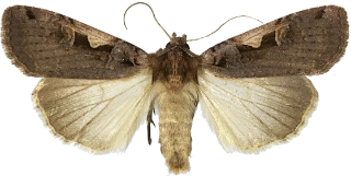 c-tegnet bakkefly