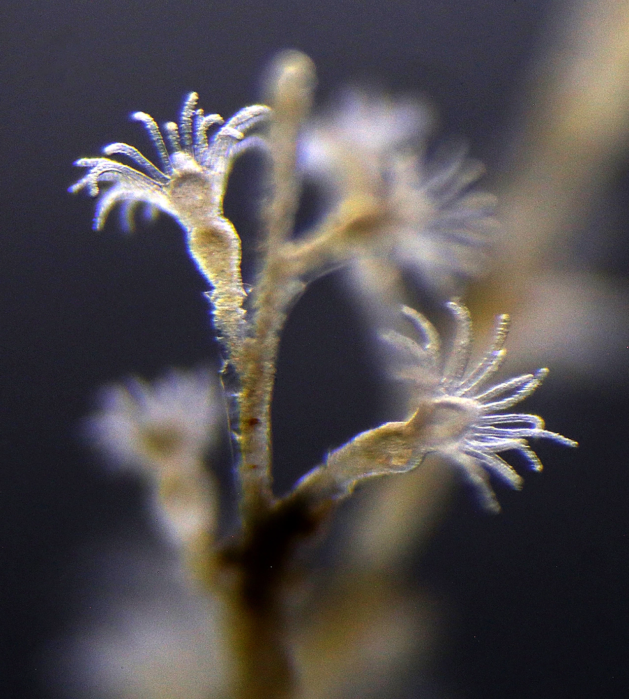 Hydrozoer: Halecium muricatum.