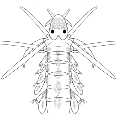 Leddormer: Phyllodoce mucosa.