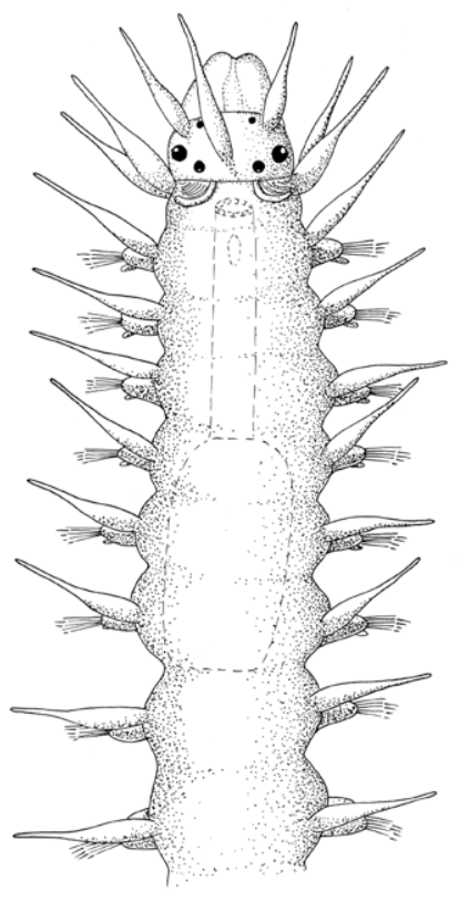 Leddormer: Salvatoria clavata.