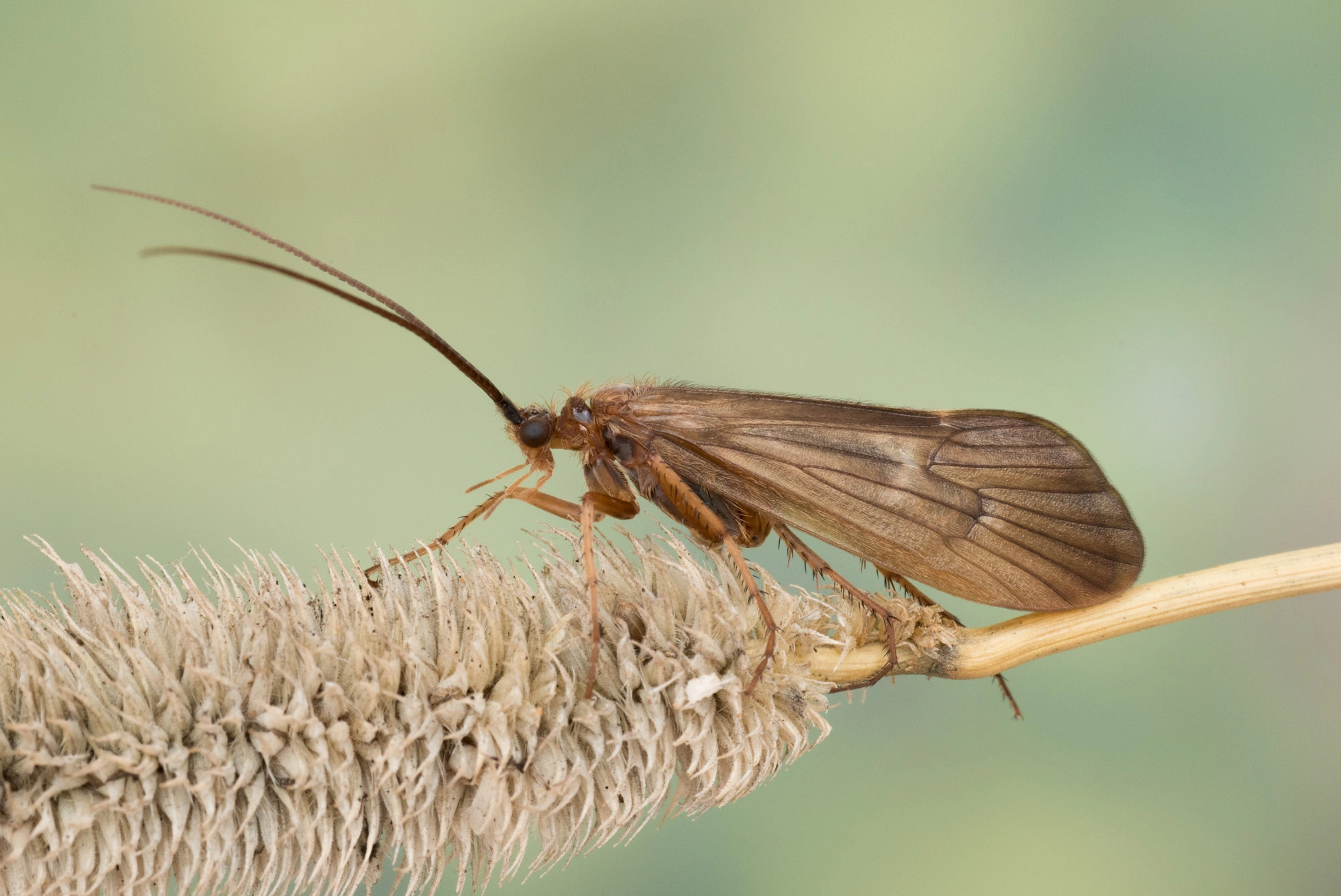 Vårfluer: Anabolia nervosa.